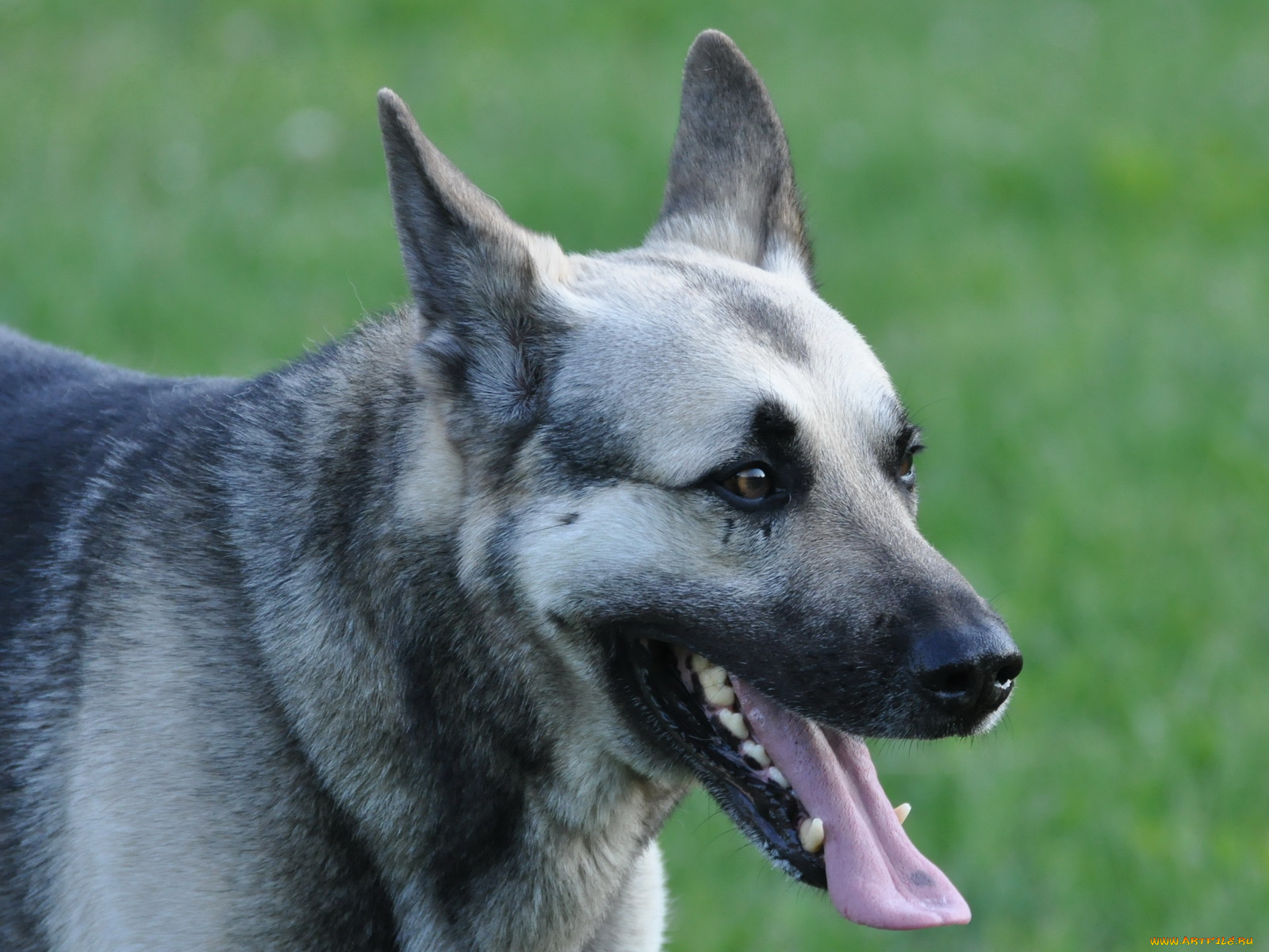 животные, собаки