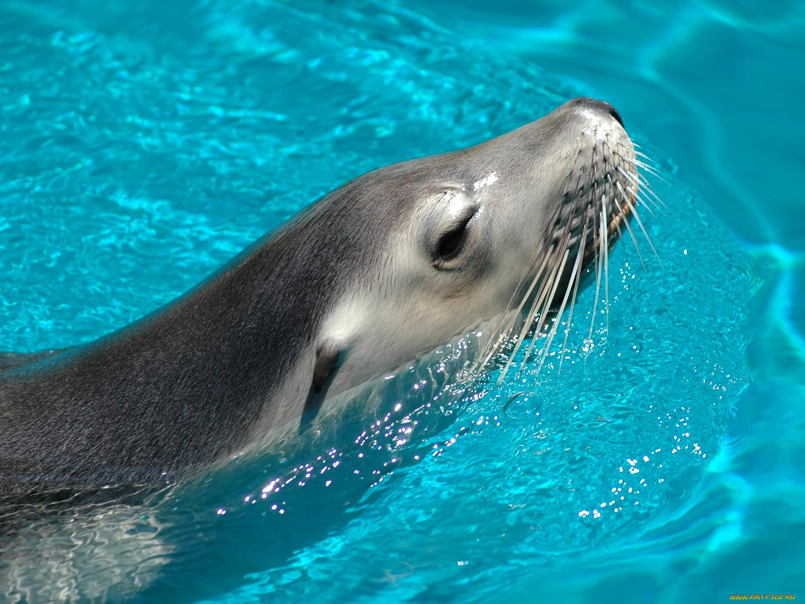 животные, тюлени, морские, львы, котики