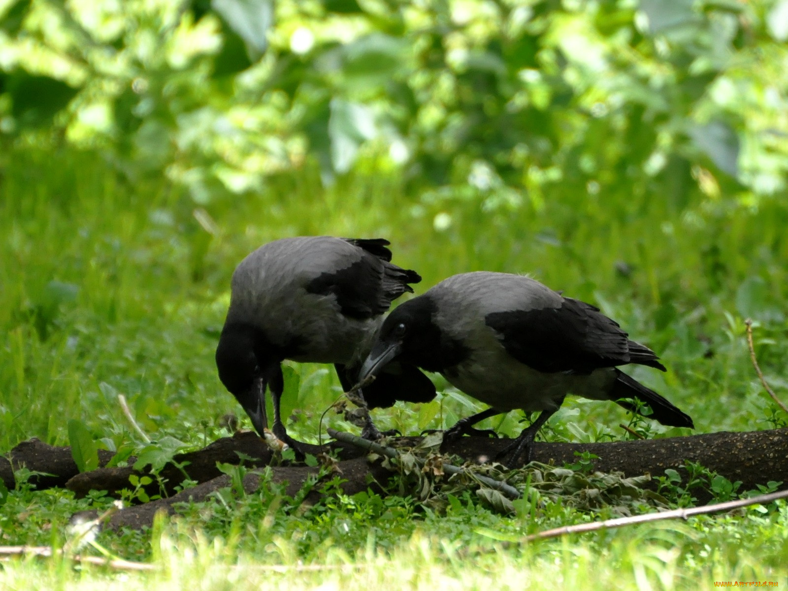 животные, вороны, грачи, галки