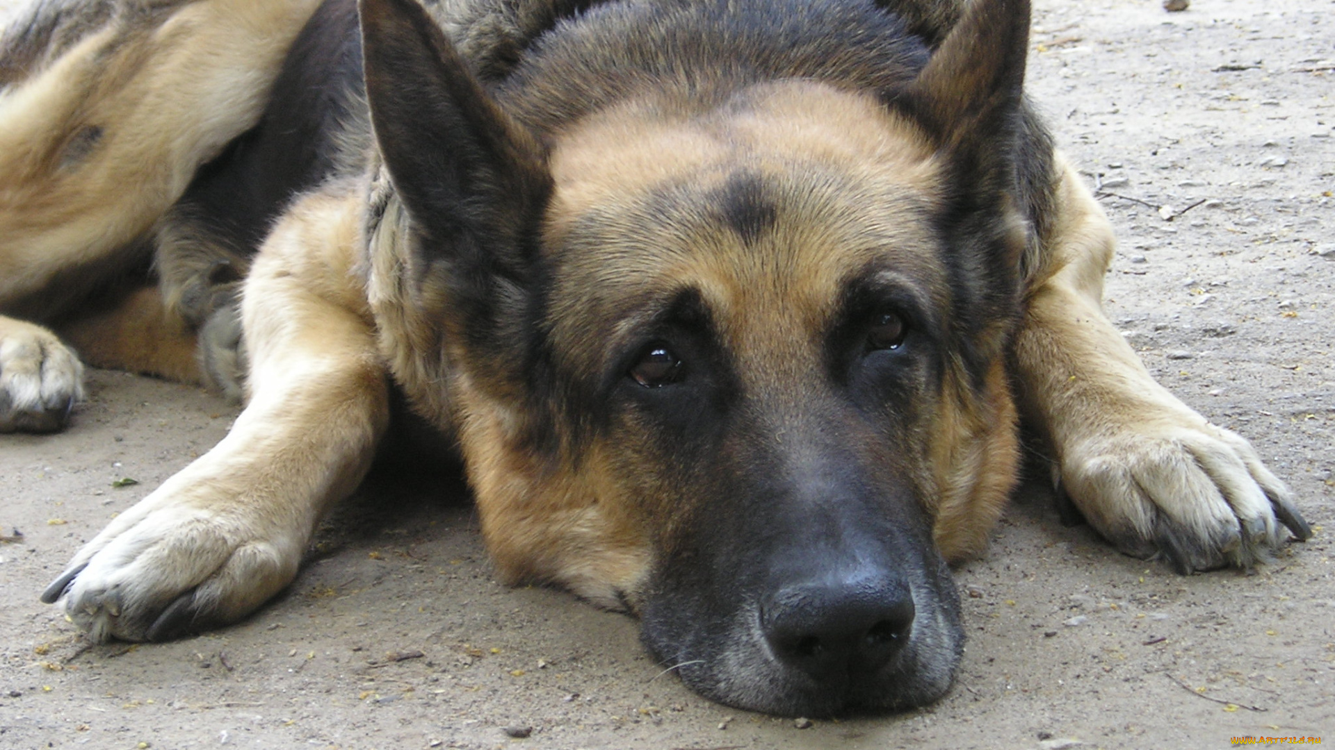 животные, собаки