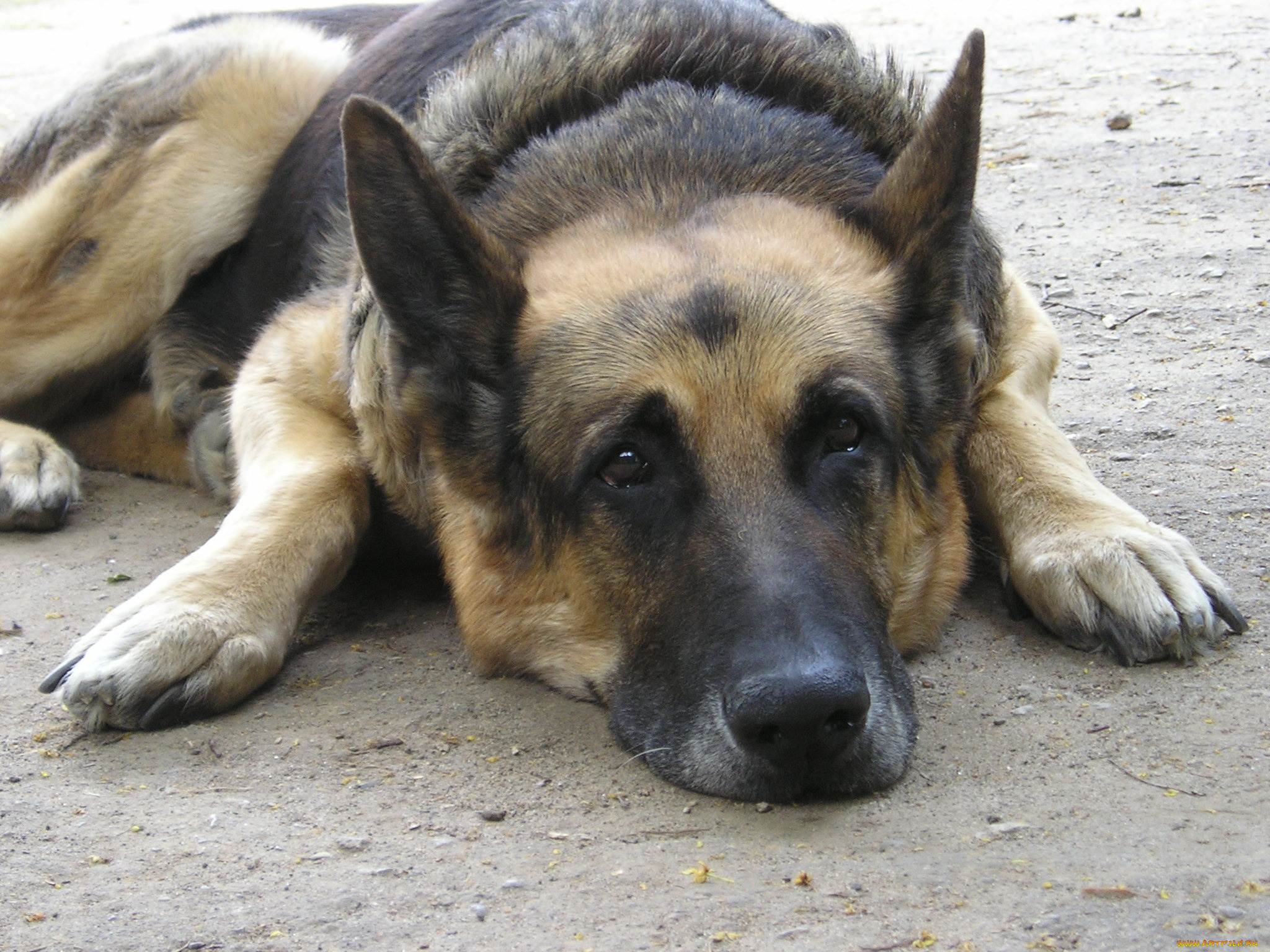 животные, собаки