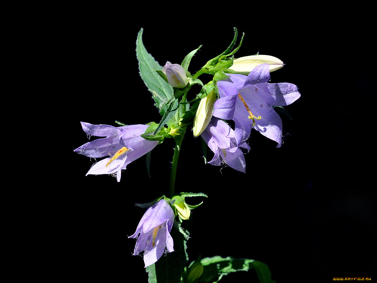 цветы, колокольчики