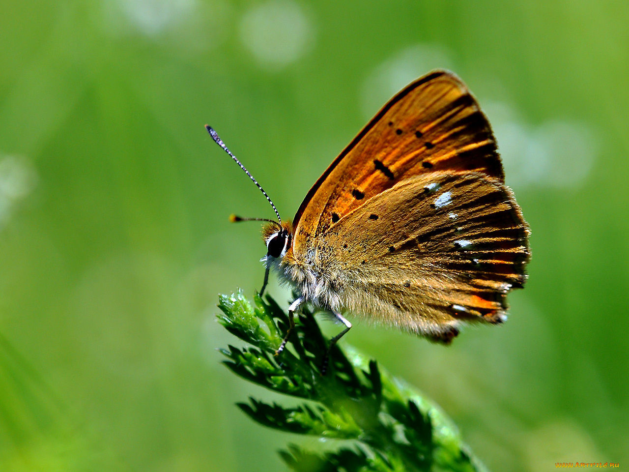 животные, бабочки
