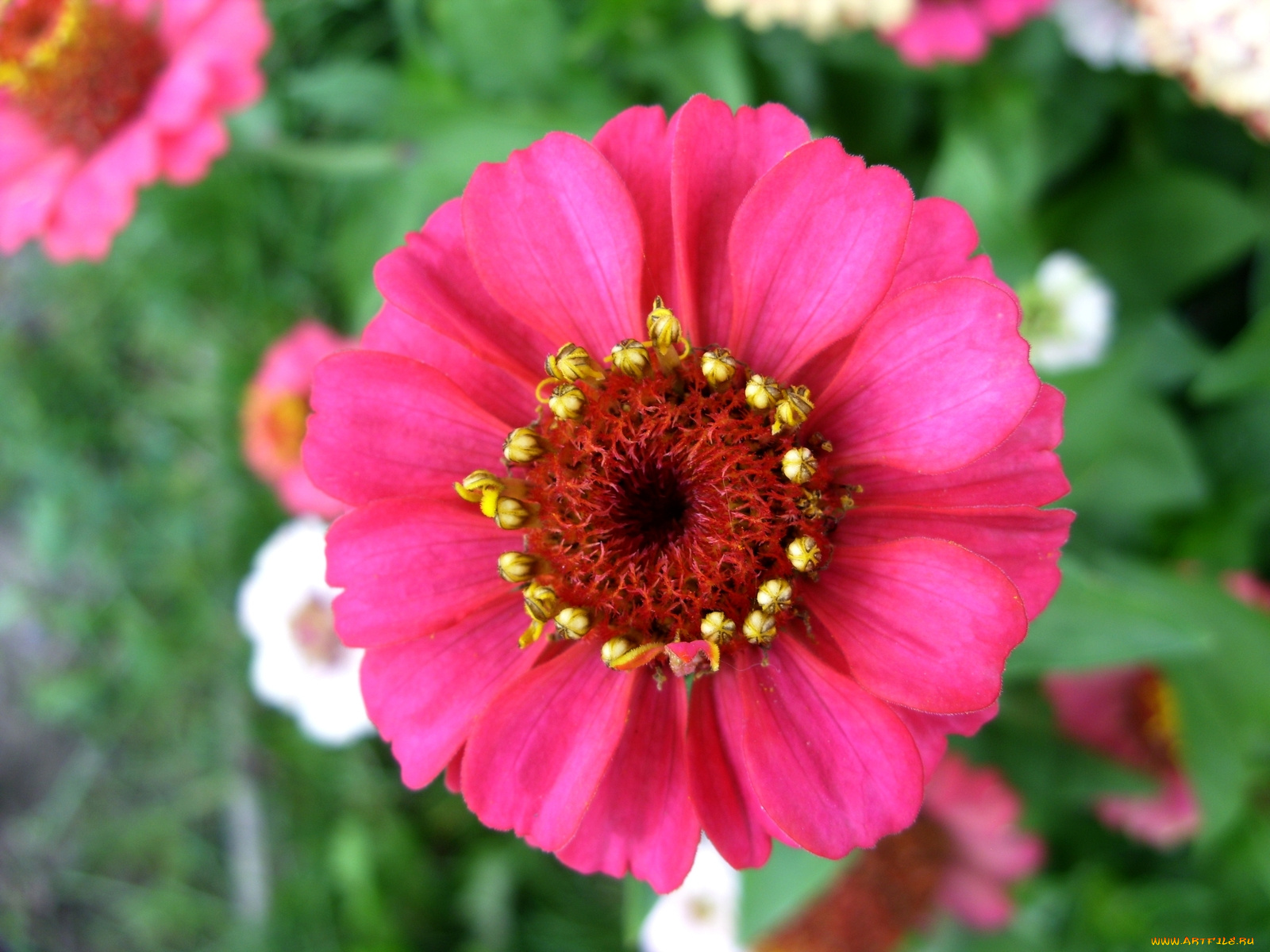 цветы, цинния