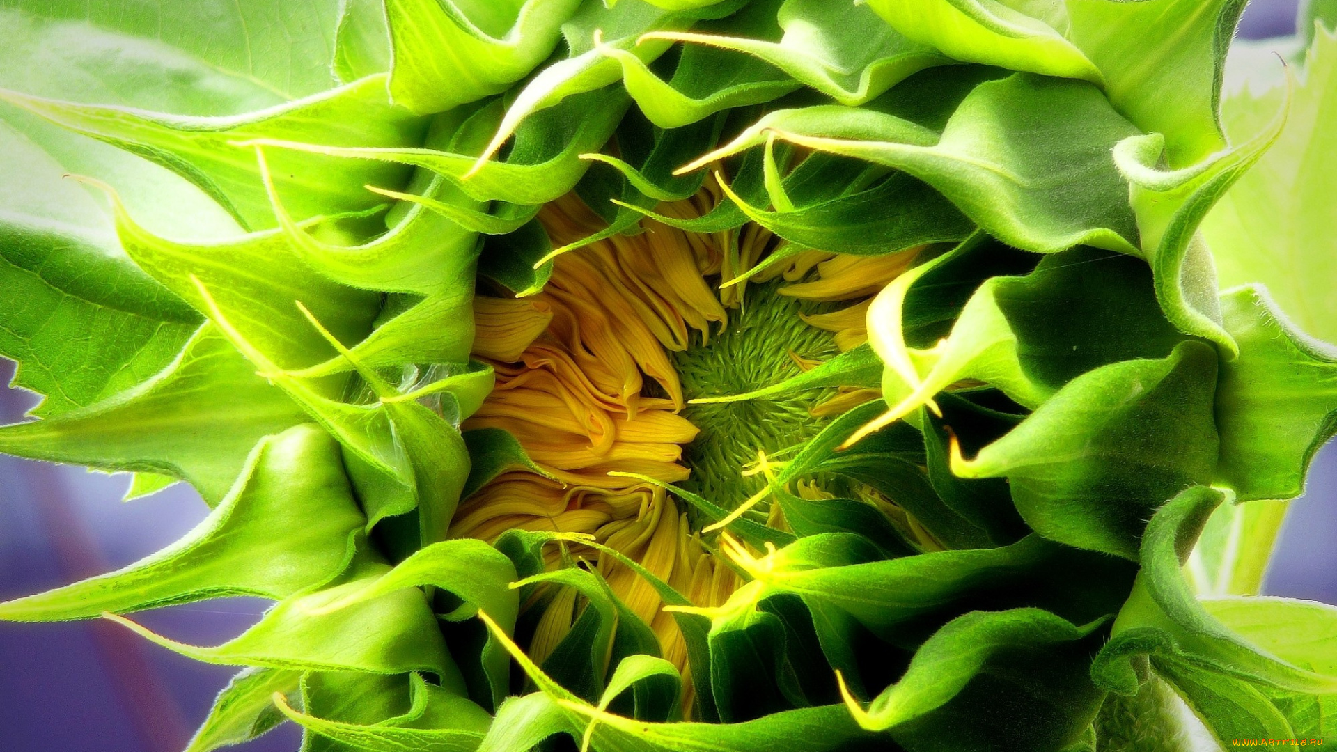 цветы, подсолнухи, бутон, зеленый