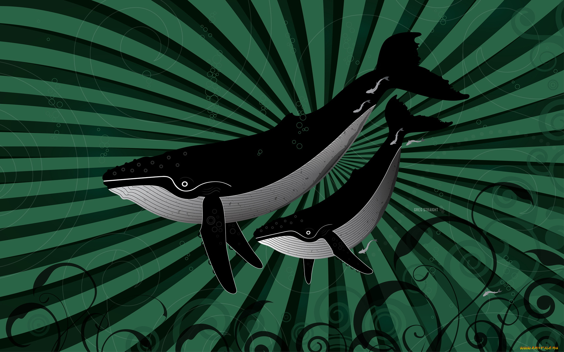 векторная, графика, дельфины