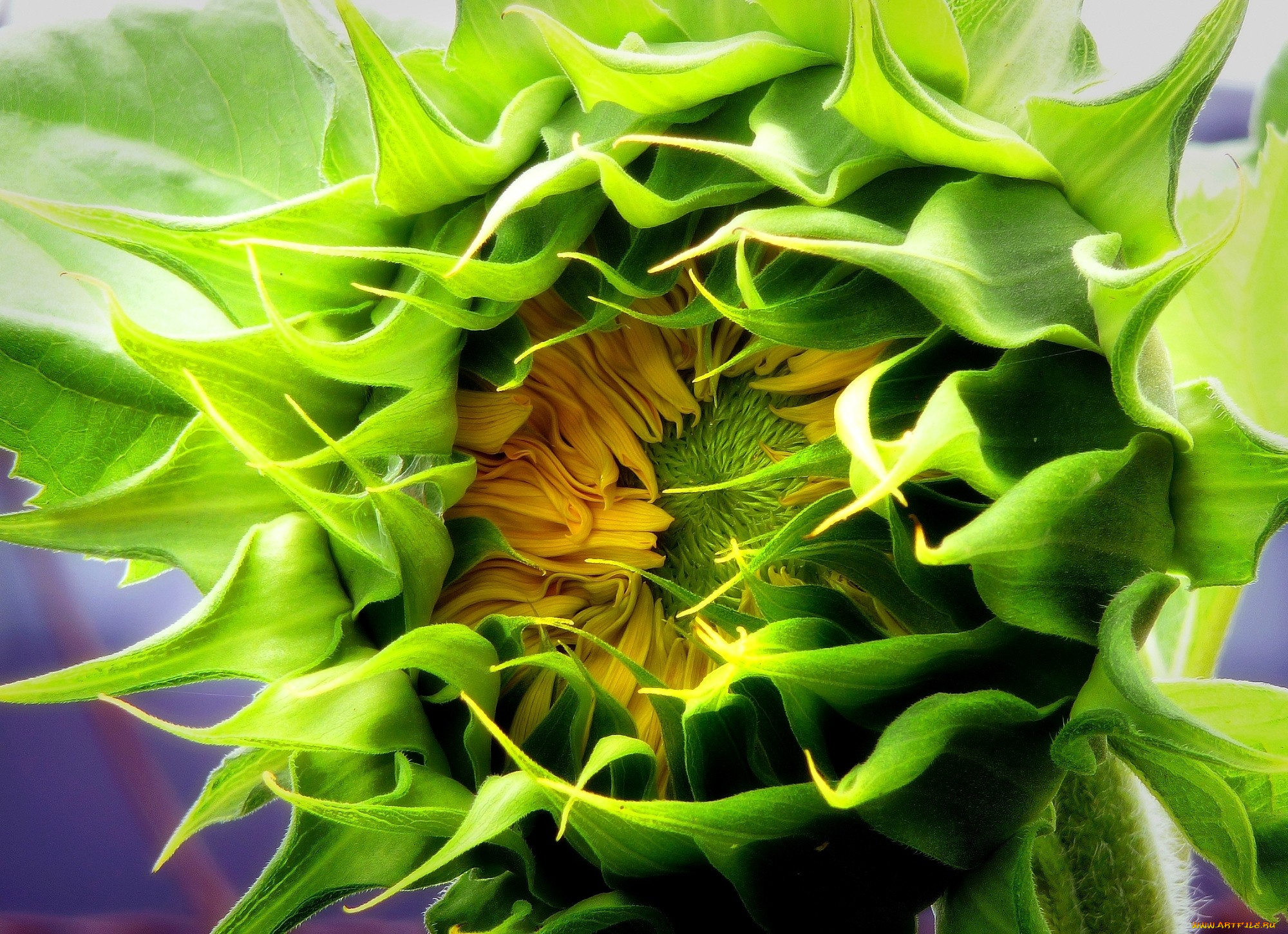 цветы, подсолнухи, бутон, зеленый