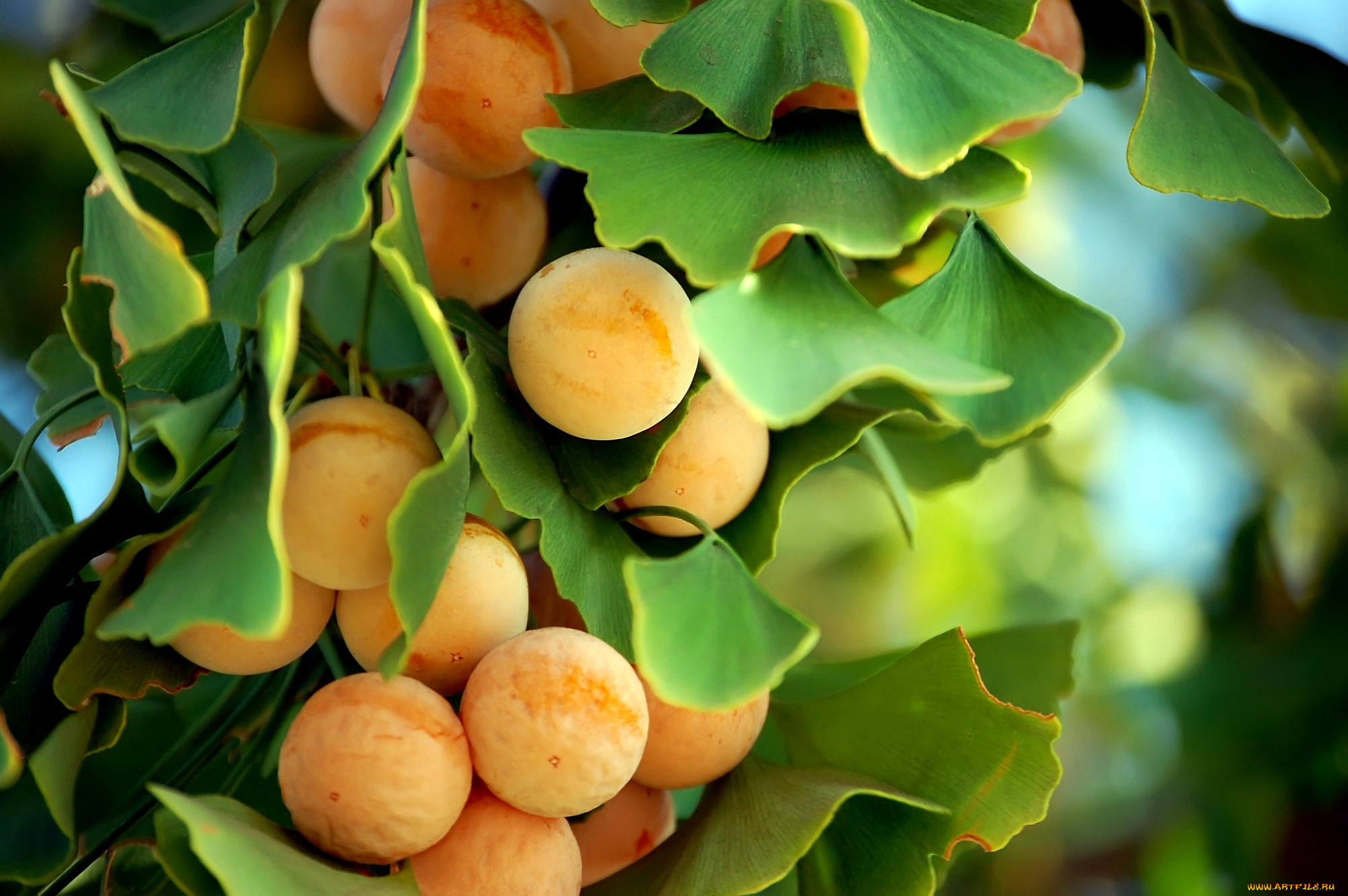 гинкго, природа, плоды, желтый, круглый