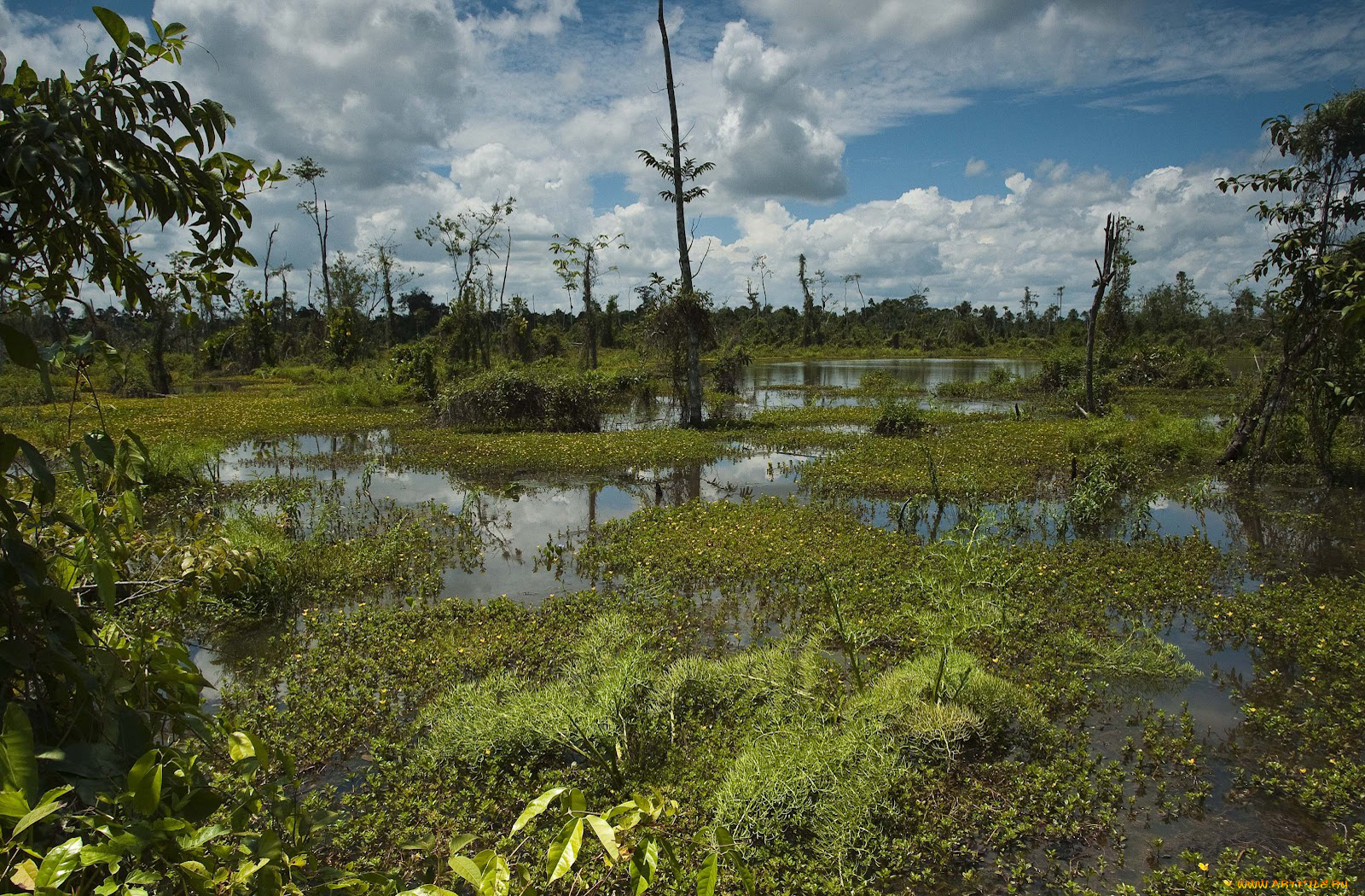 природа, другое, болото, облака, деревья