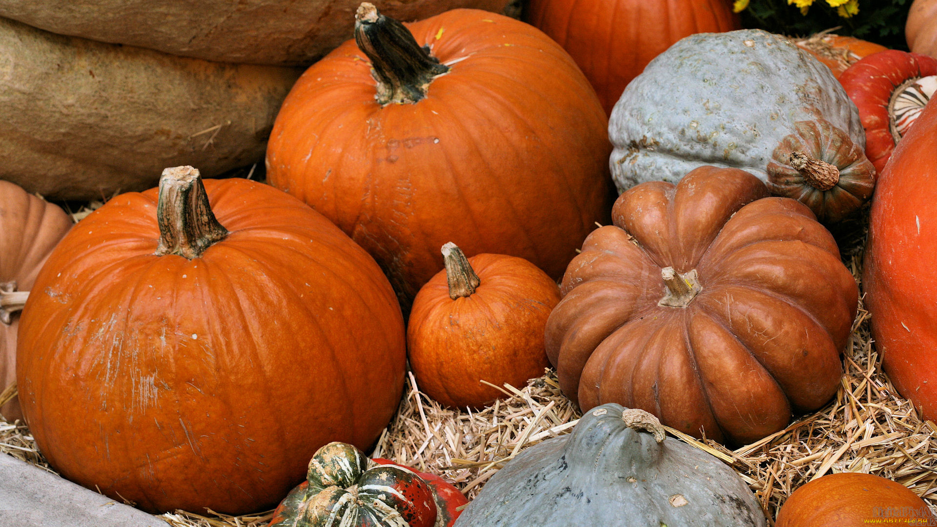 еда, тыква, тыквы