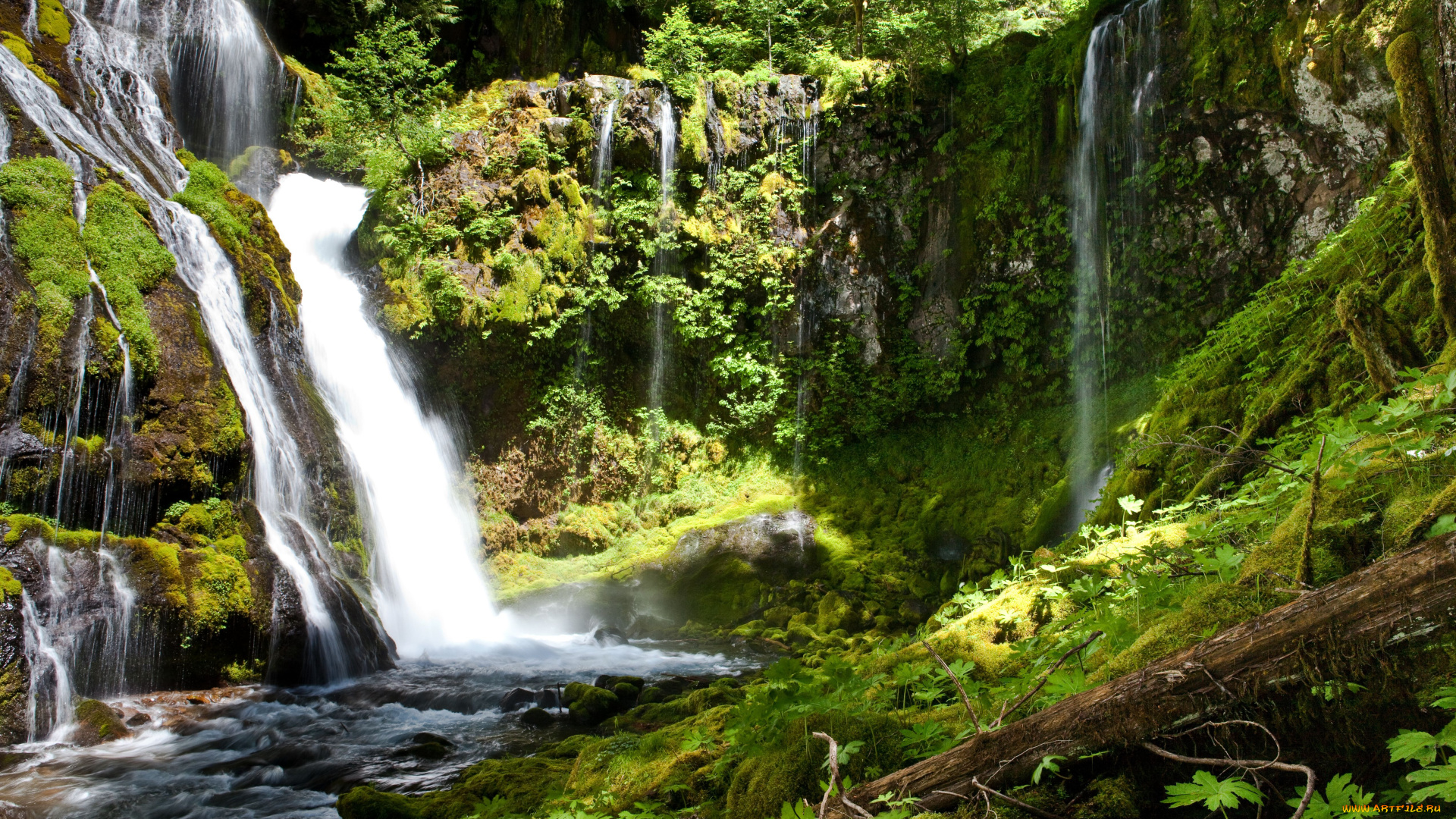 panther, creek, falls, природа, водопады, лес, мох