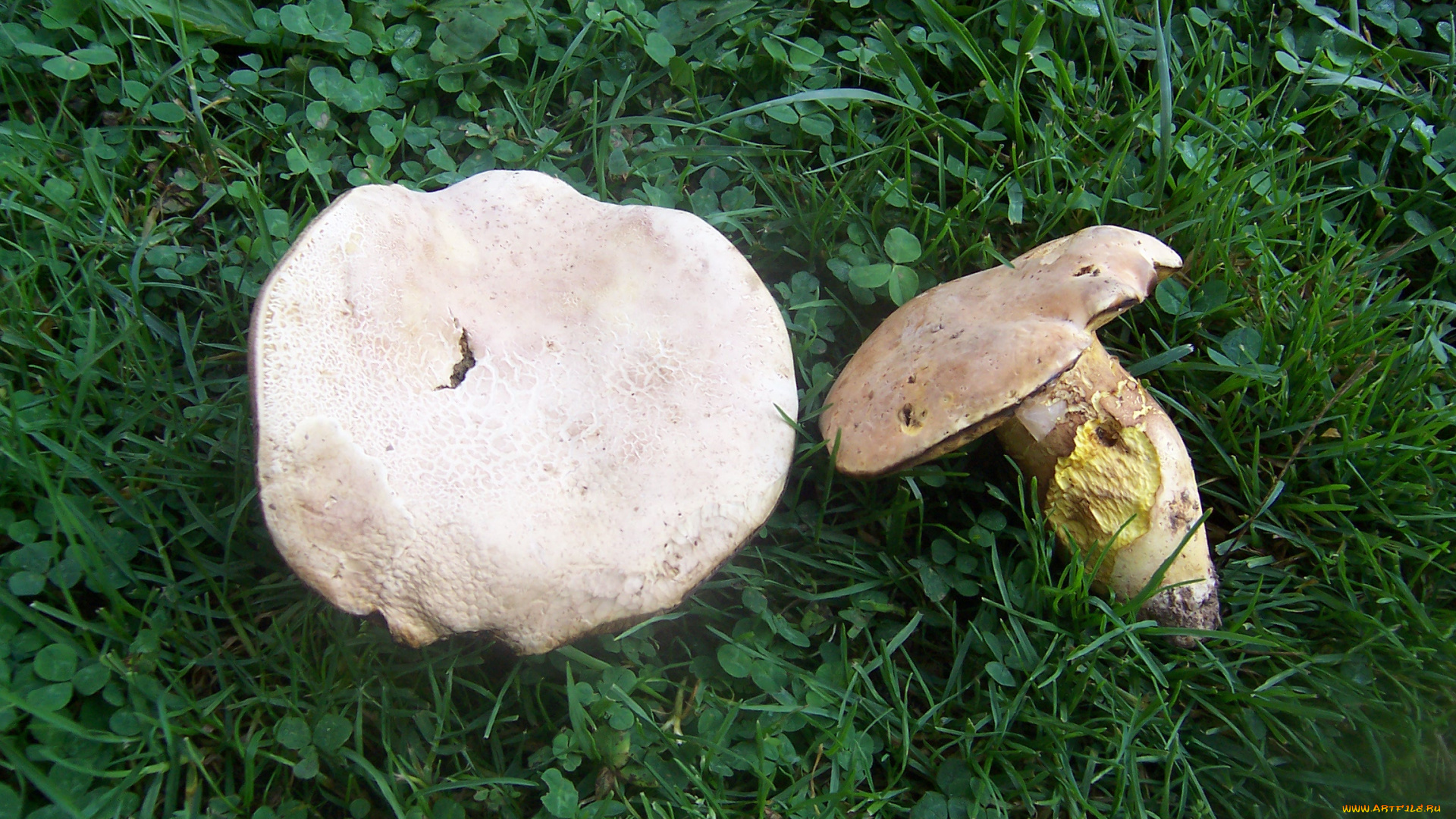 природа, грибы, лето, трава