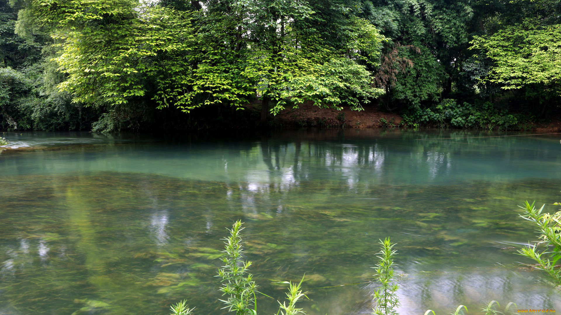 природа, реки, озера, деревья, река