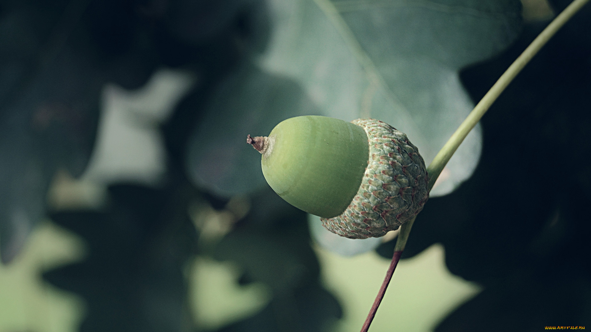 природа, шишки, жёлуди, каштаны, жёлудь