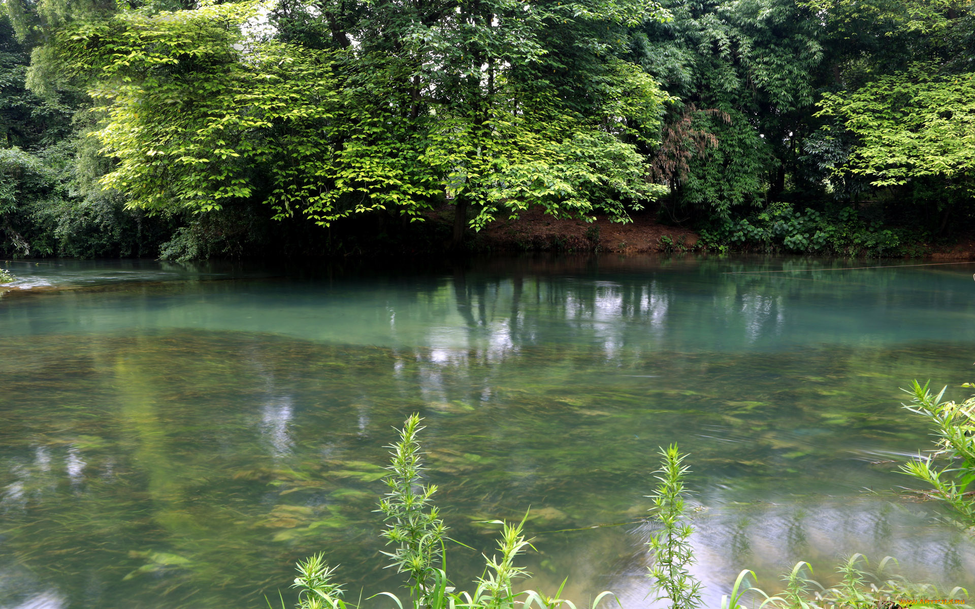 природа, реки, озера, деревья, река