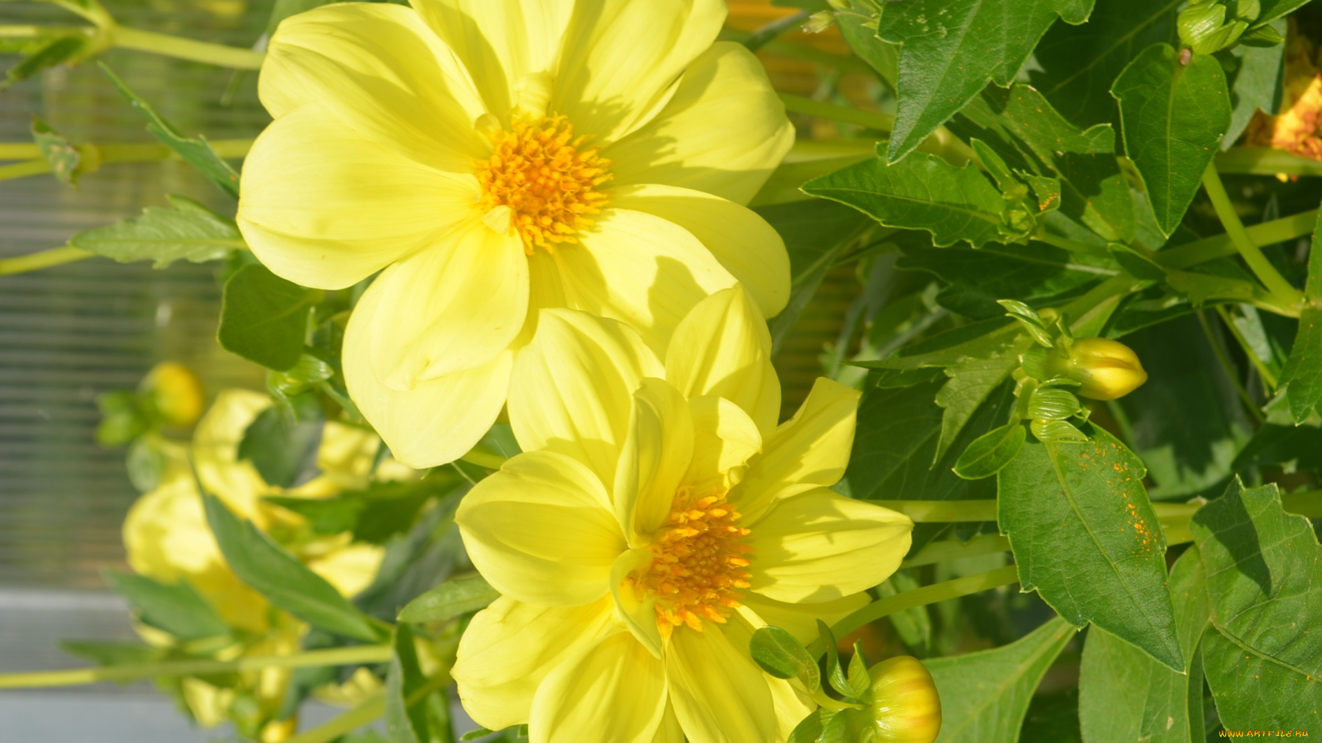 цветы, георгины, жёлтые