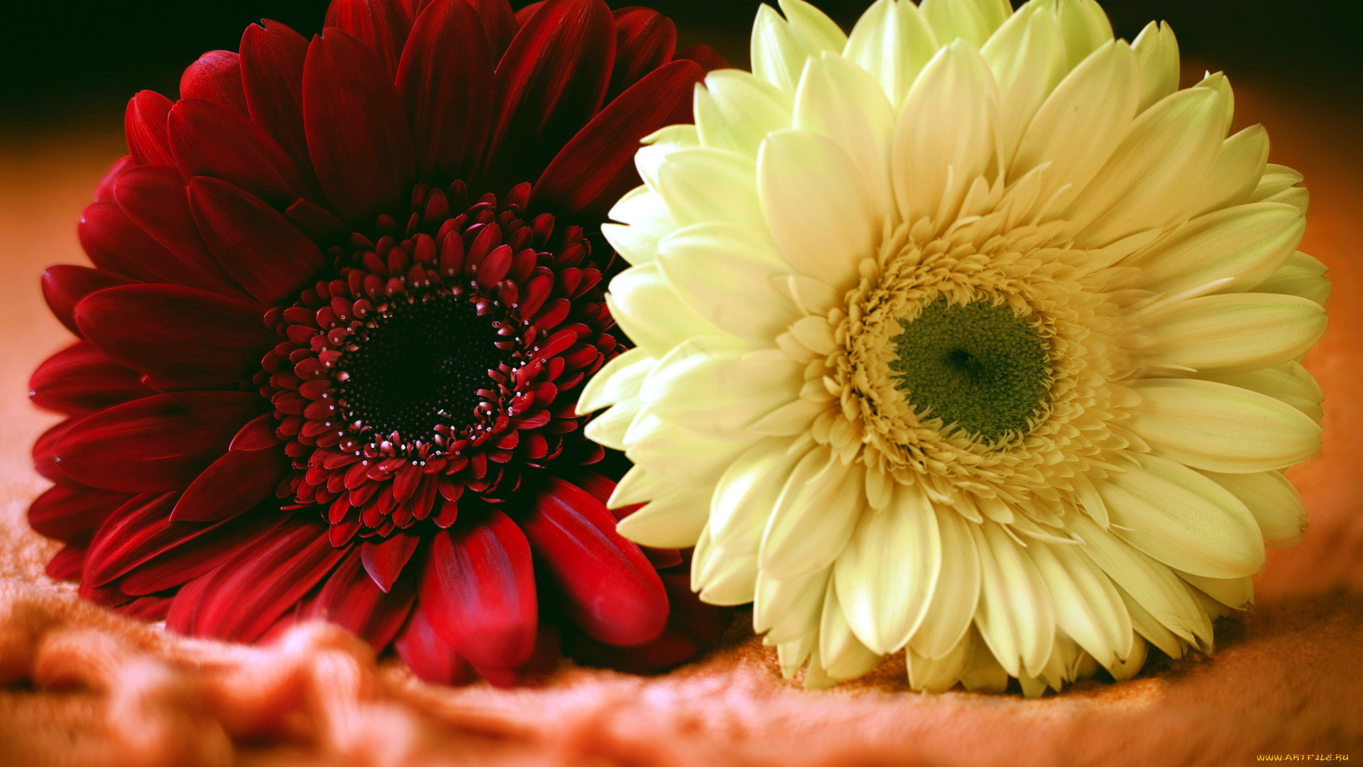 цветы, герберы, дуэт