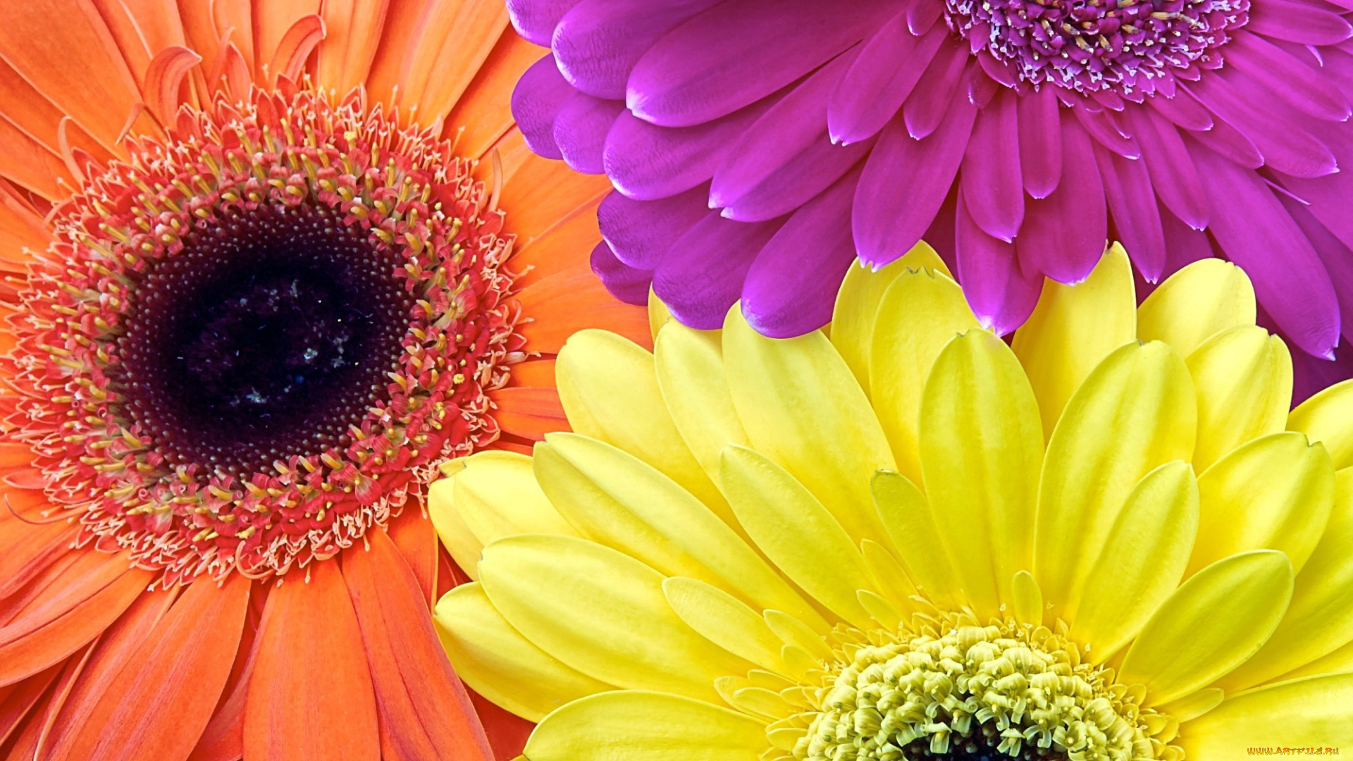 цветы, герберы, макро