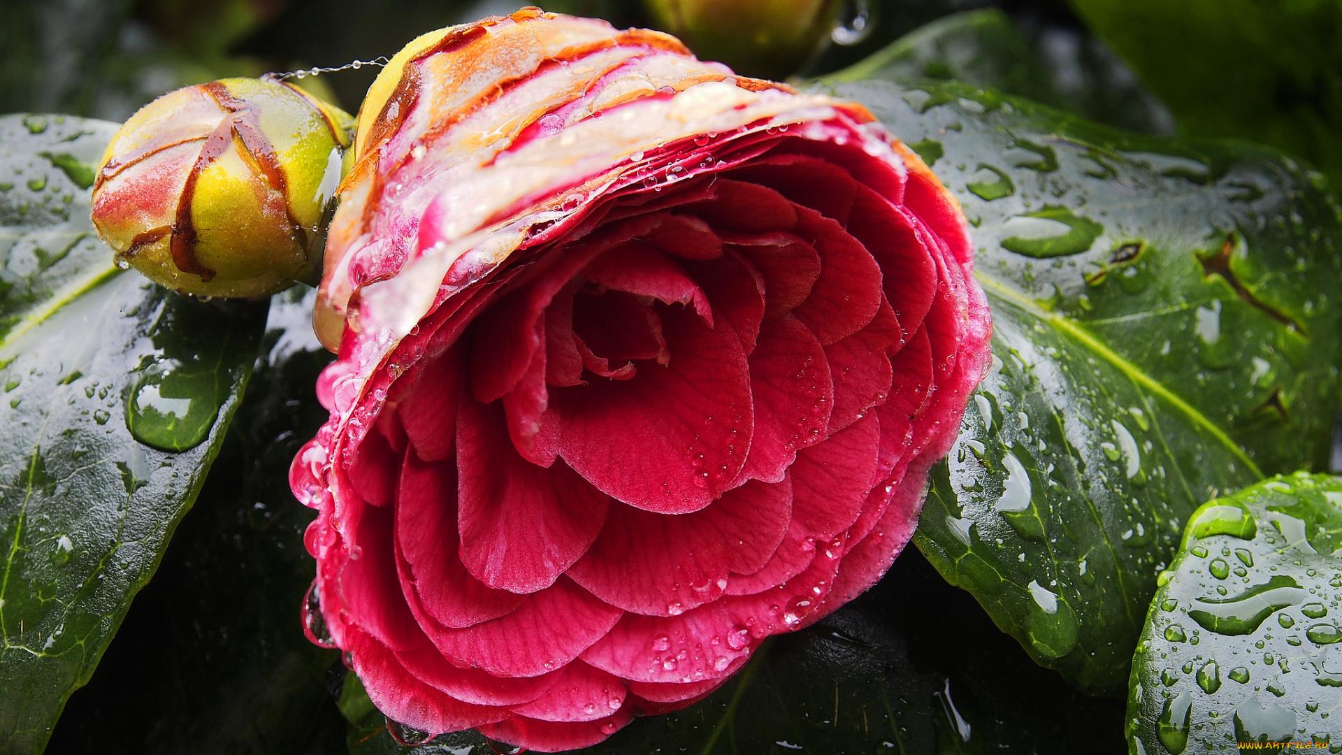 цветы, камелии, камелия, капли, листья, цветок