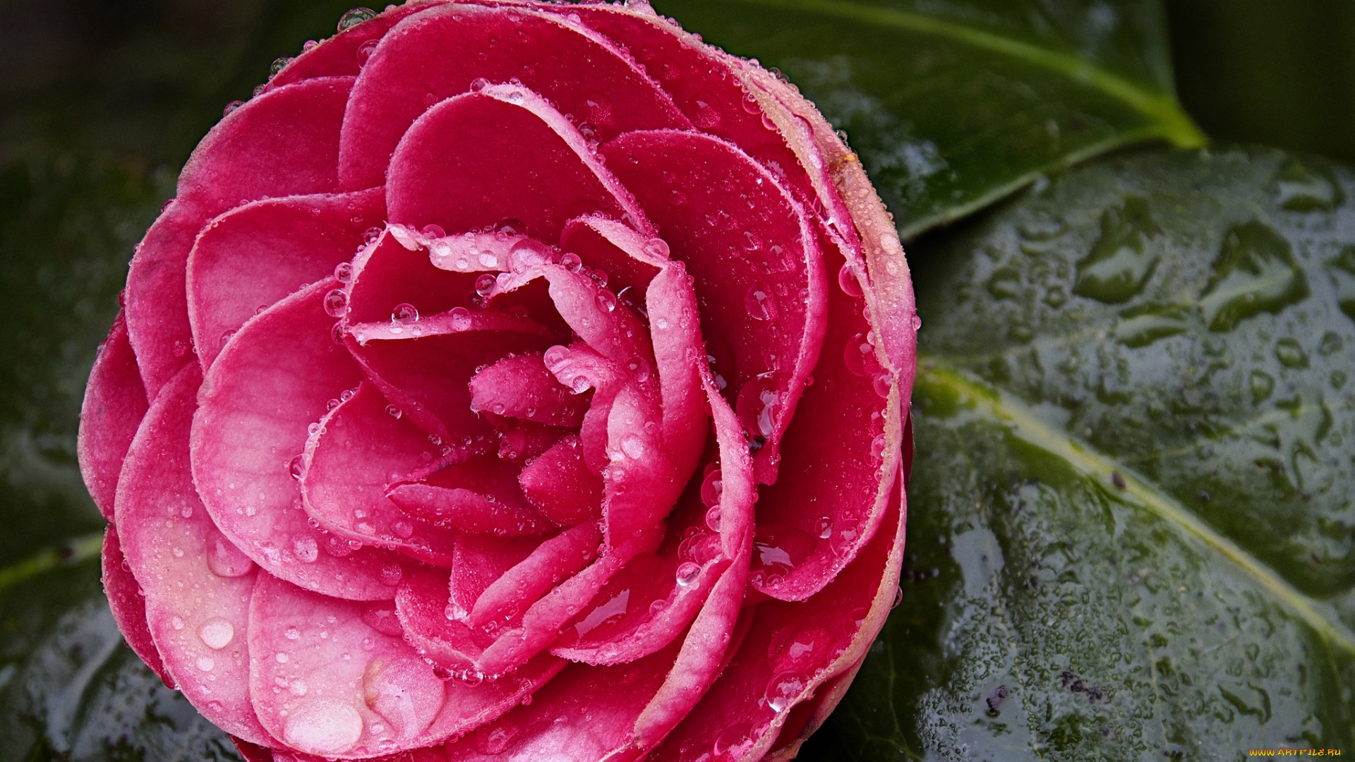 цветы, камелии, капельки, камелия, бутон, цветок