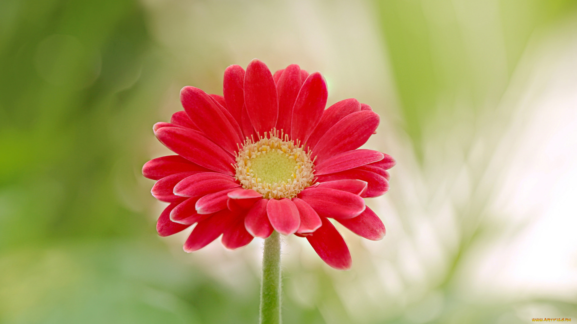 цветы, орхидеи, красная, гербера, цветок