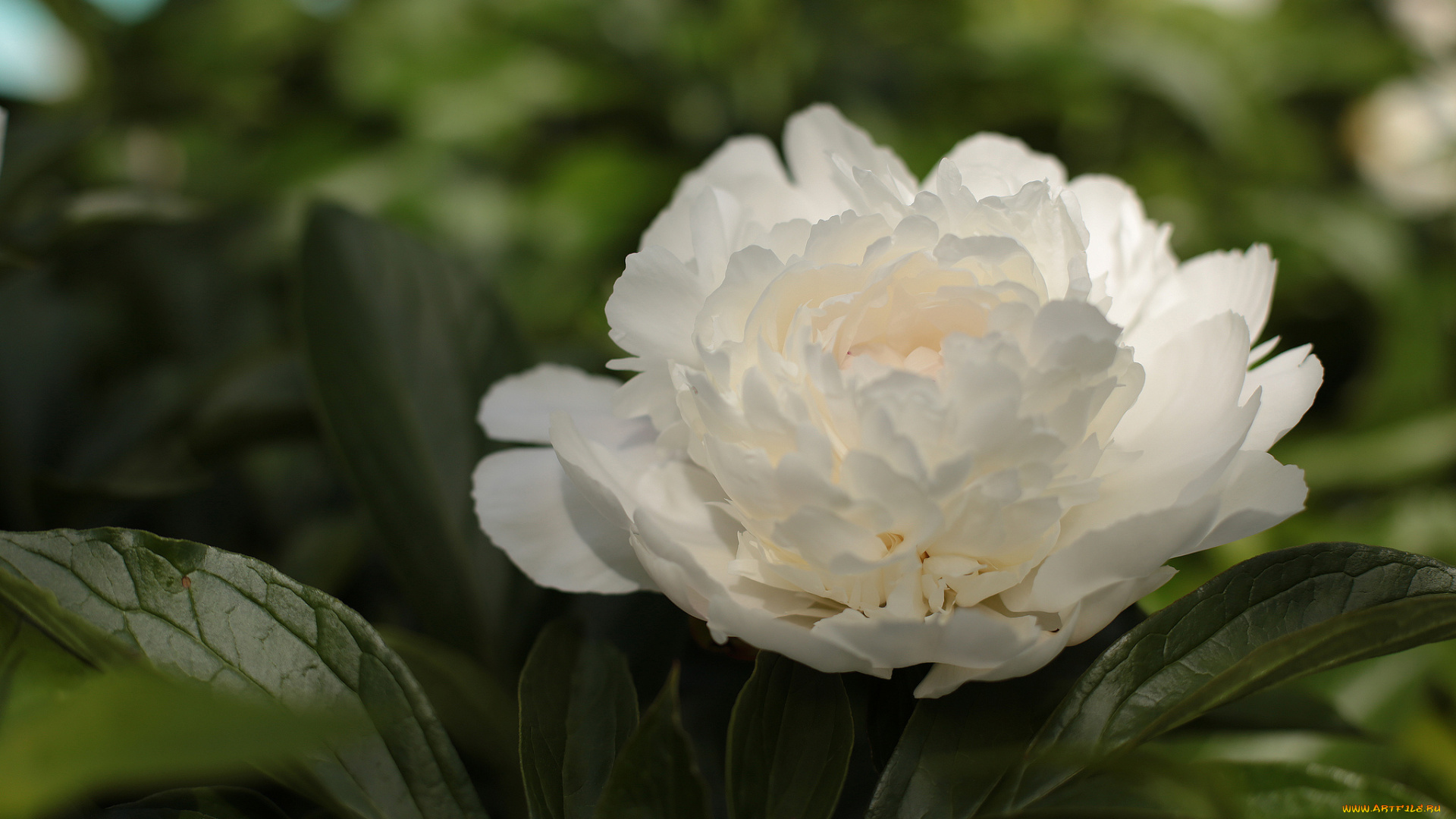 цветы, пионы, куст, белые