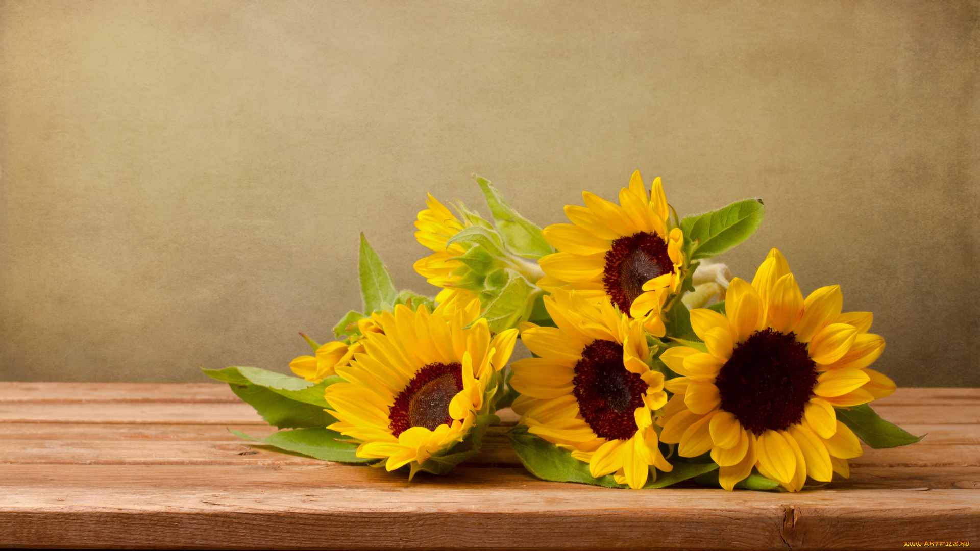 цветы, подсолнухи, подсолнух, листва