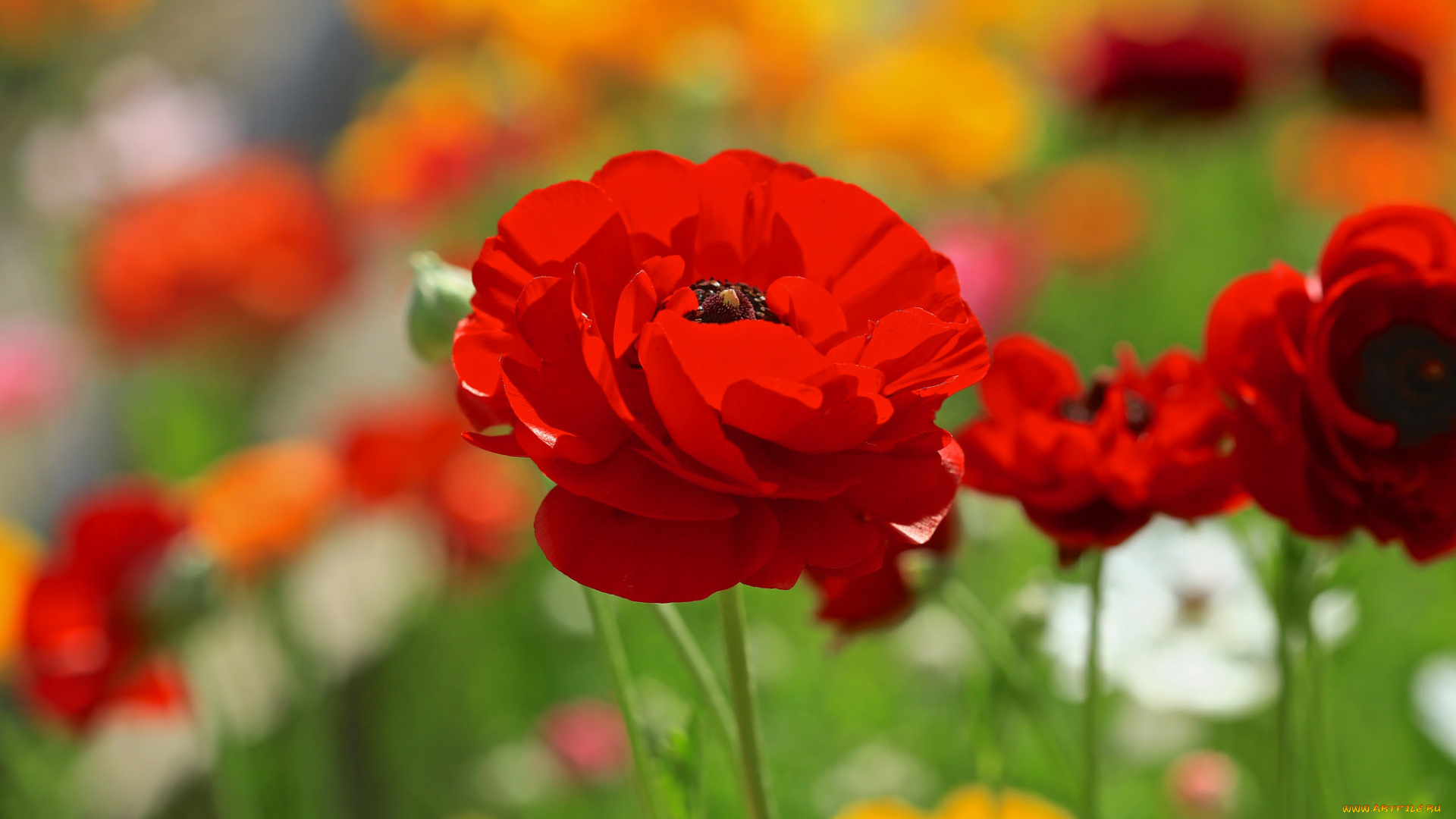 цветы, ранункулюс, , азиатский, лютик, красный, мак, цветок, поле