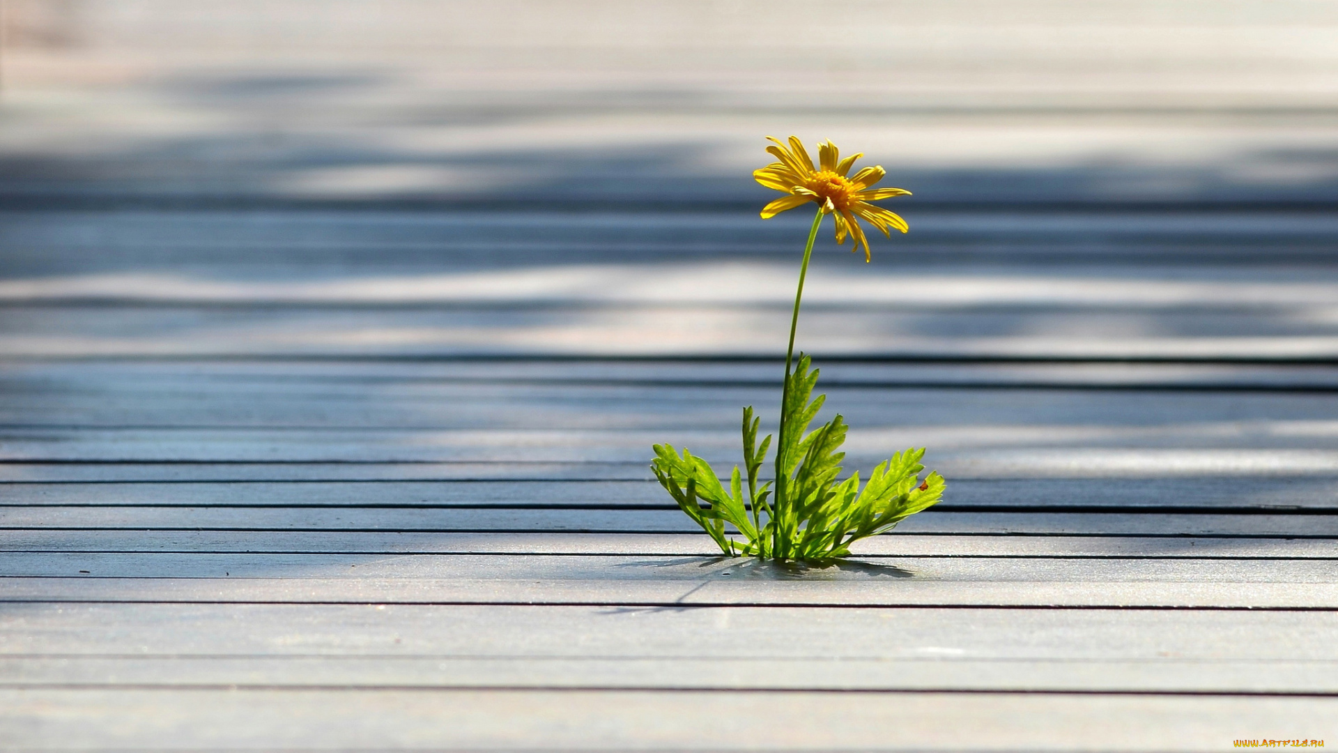 цветы, ромашки, сорняк, одинокий, цветок, желтый