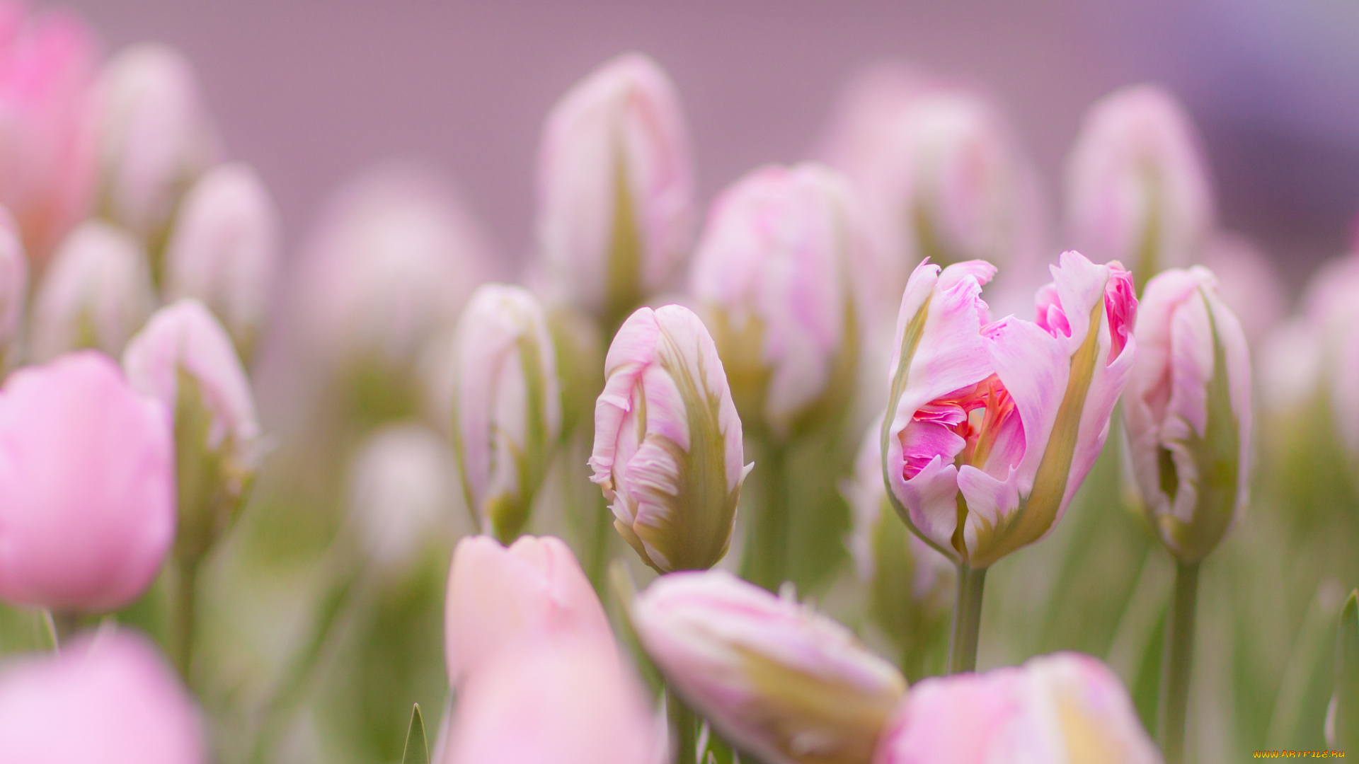 цветы, тюльпаны, нежность, бутоны