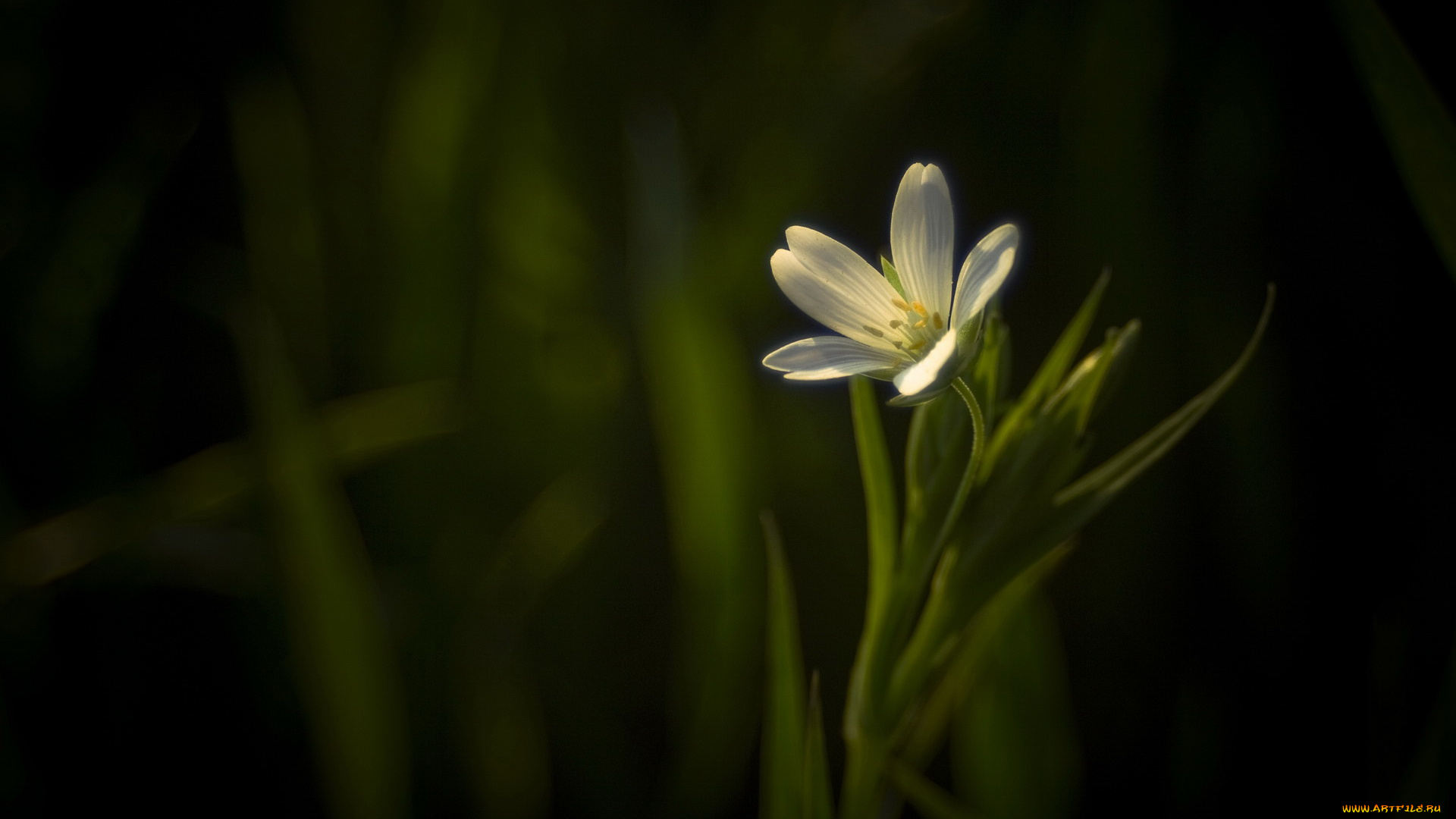 цветы, Ясколка, лепестки