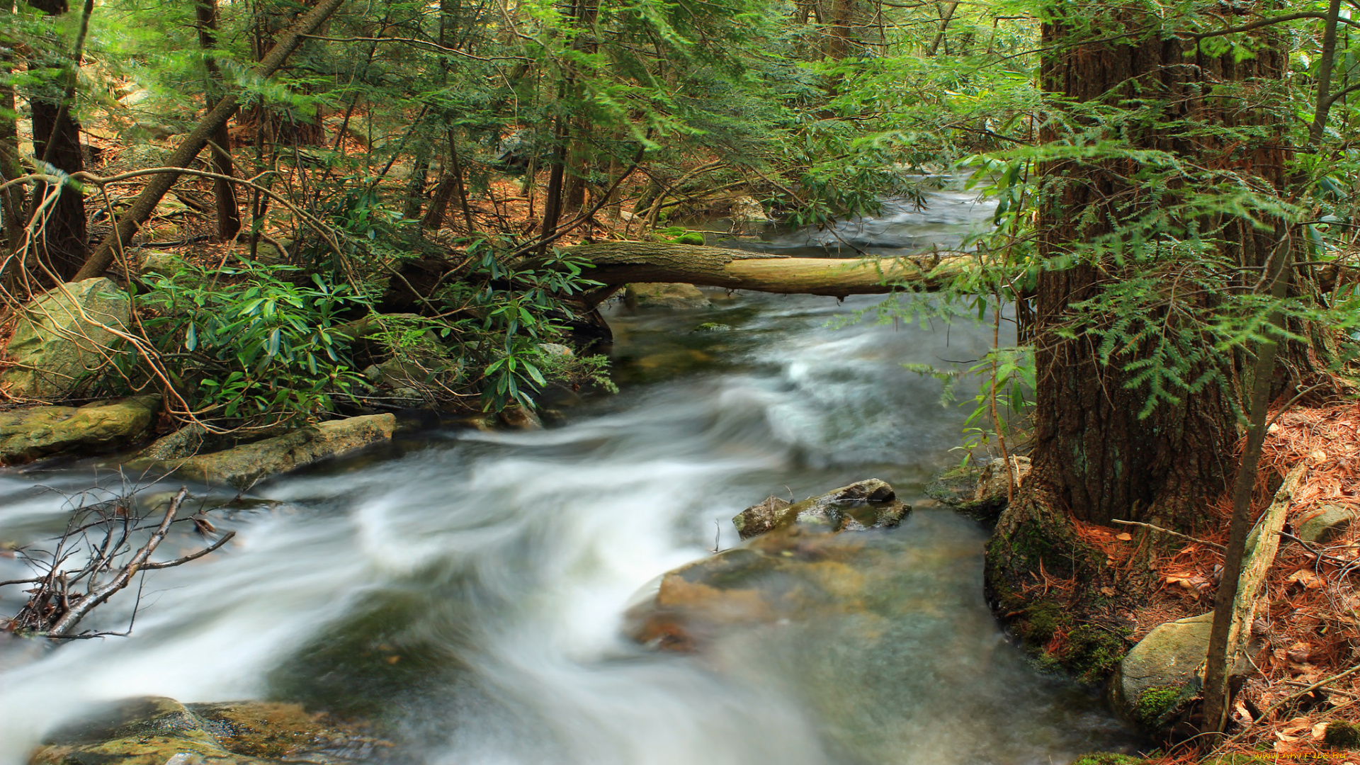 природа, реки, озера, лес, стремнина, река