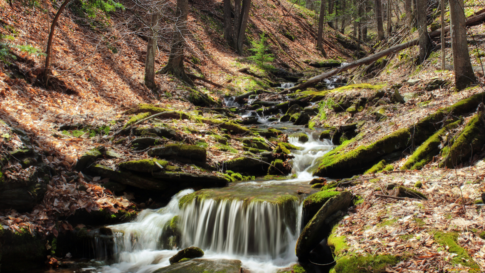 природа, реки, озера, пороги, лес, река