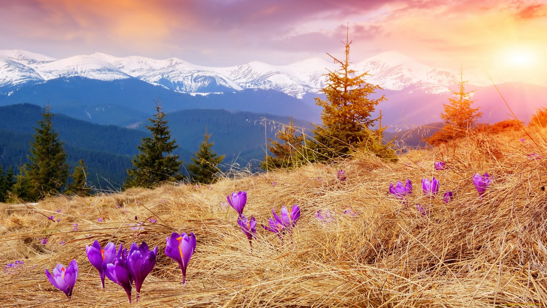 природа, восходы, закаты, луг, крокусы, травка, цветы, пейзаж, горы, снег, деревья, ель