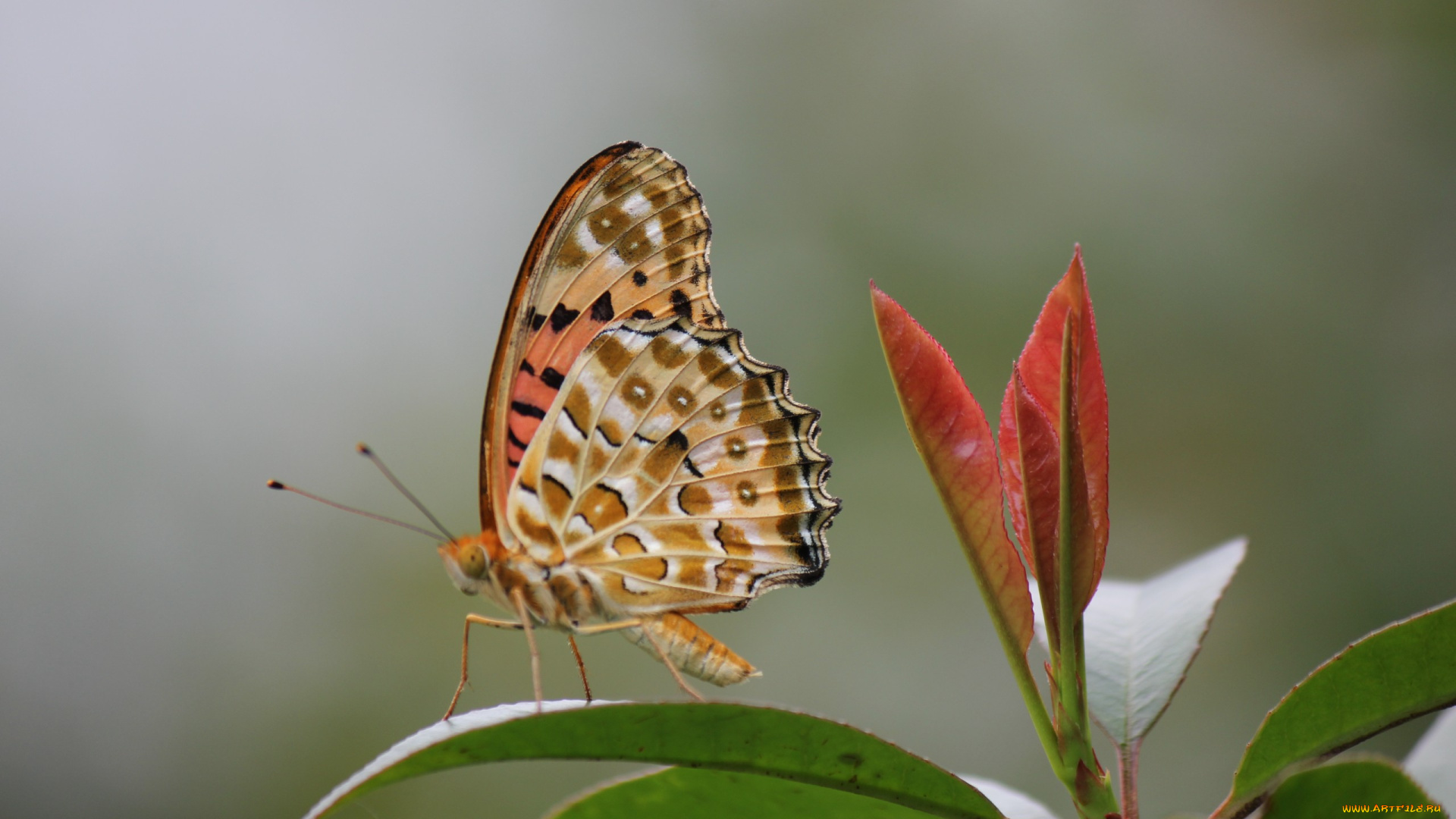 животные, бабочки, бабочка, листья