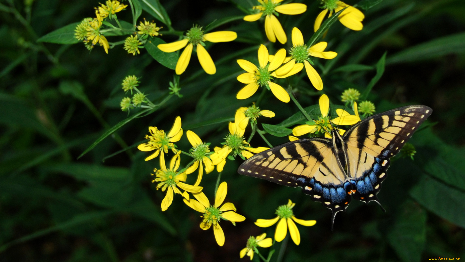 животные, бабочки, цветы