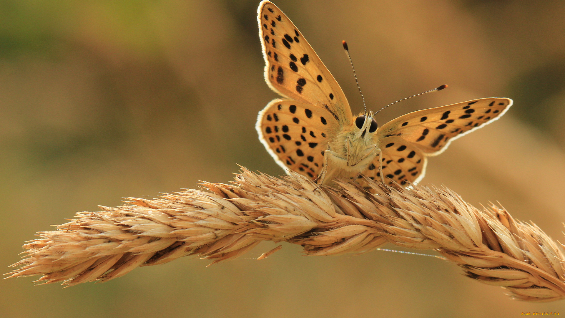 животные, бабочки, фон, бабочка, колос