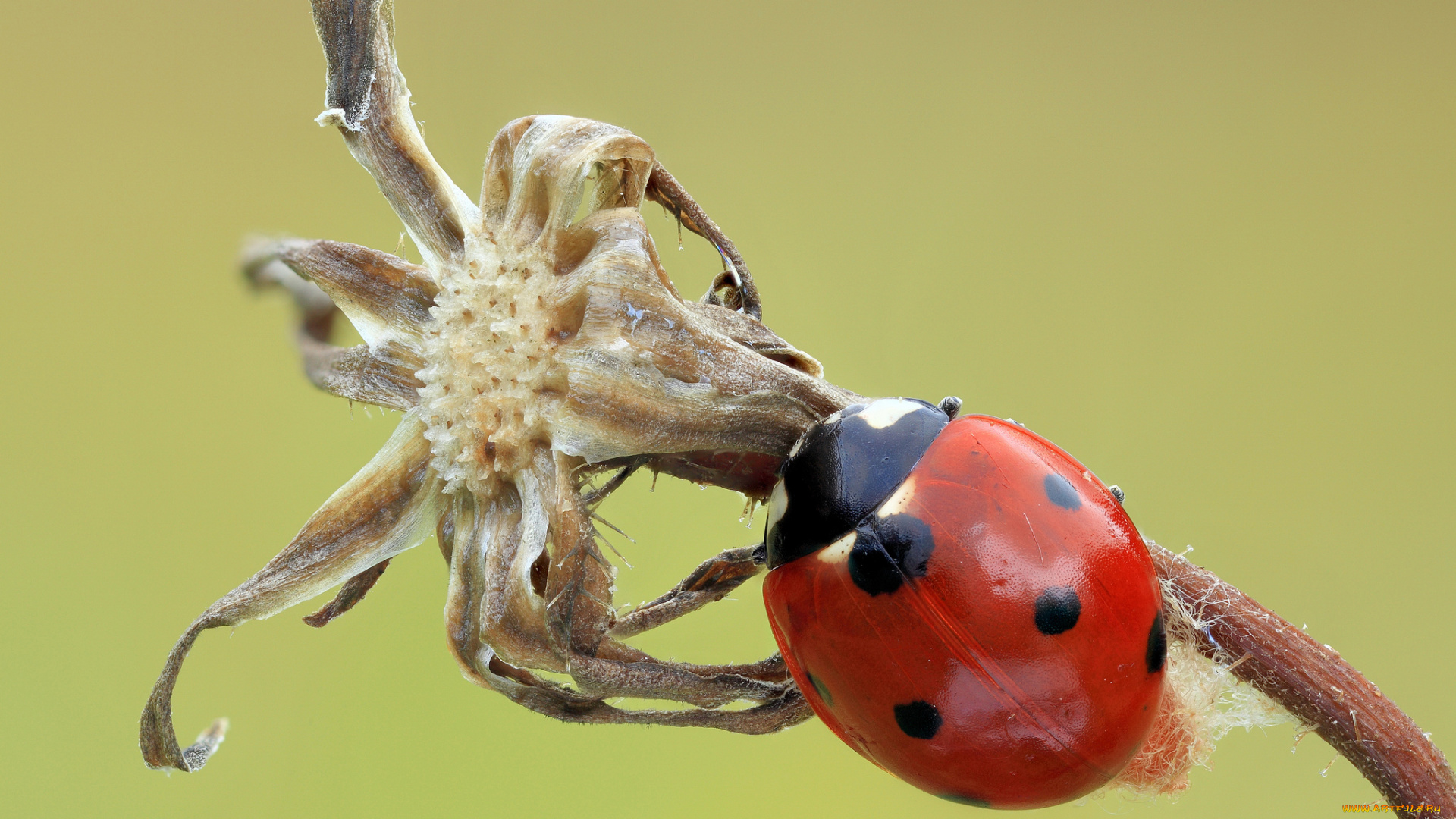 животные, божьи, коровки, божья, коровка, цветок