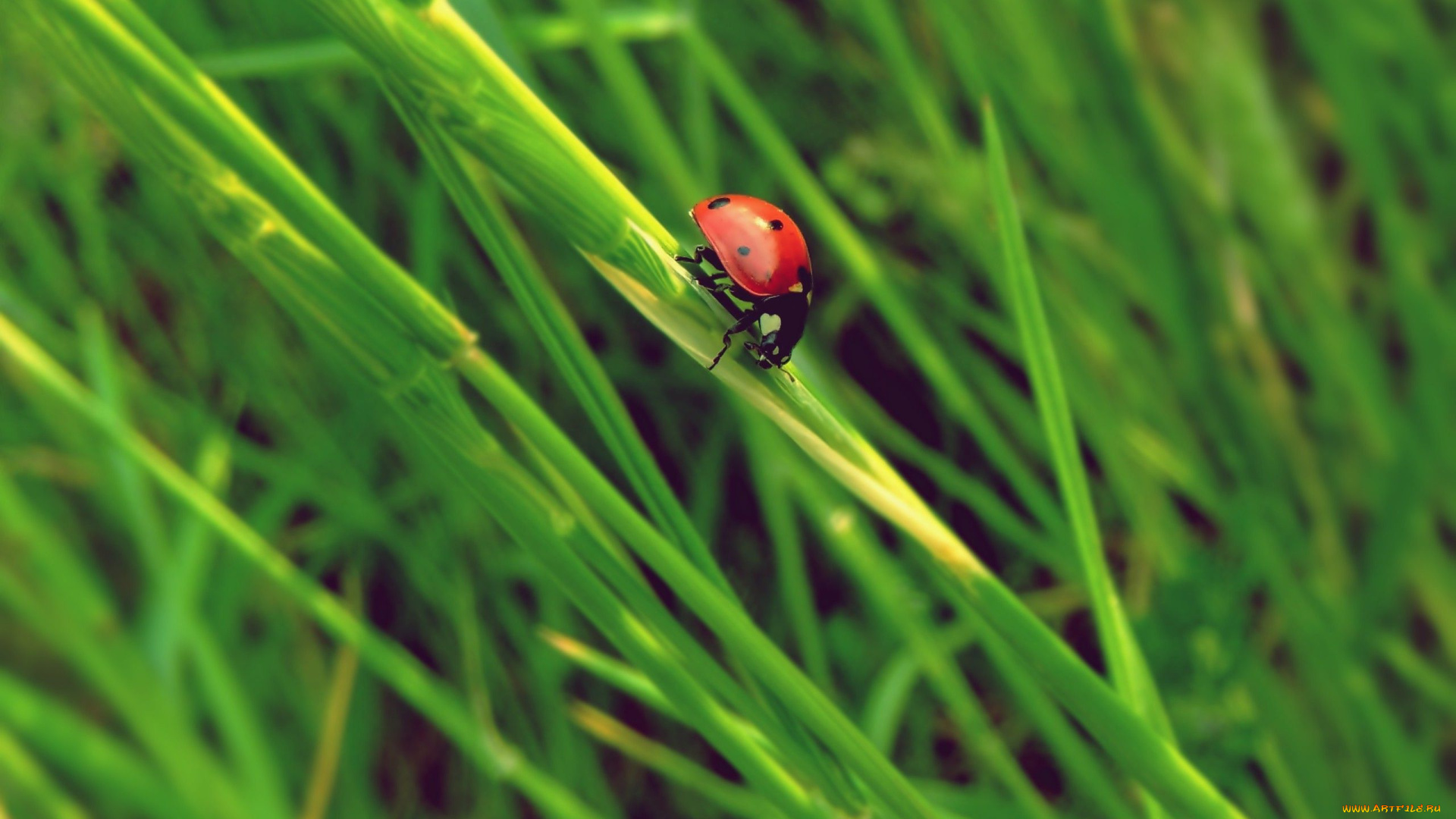 животные, божьи, коровки, трава