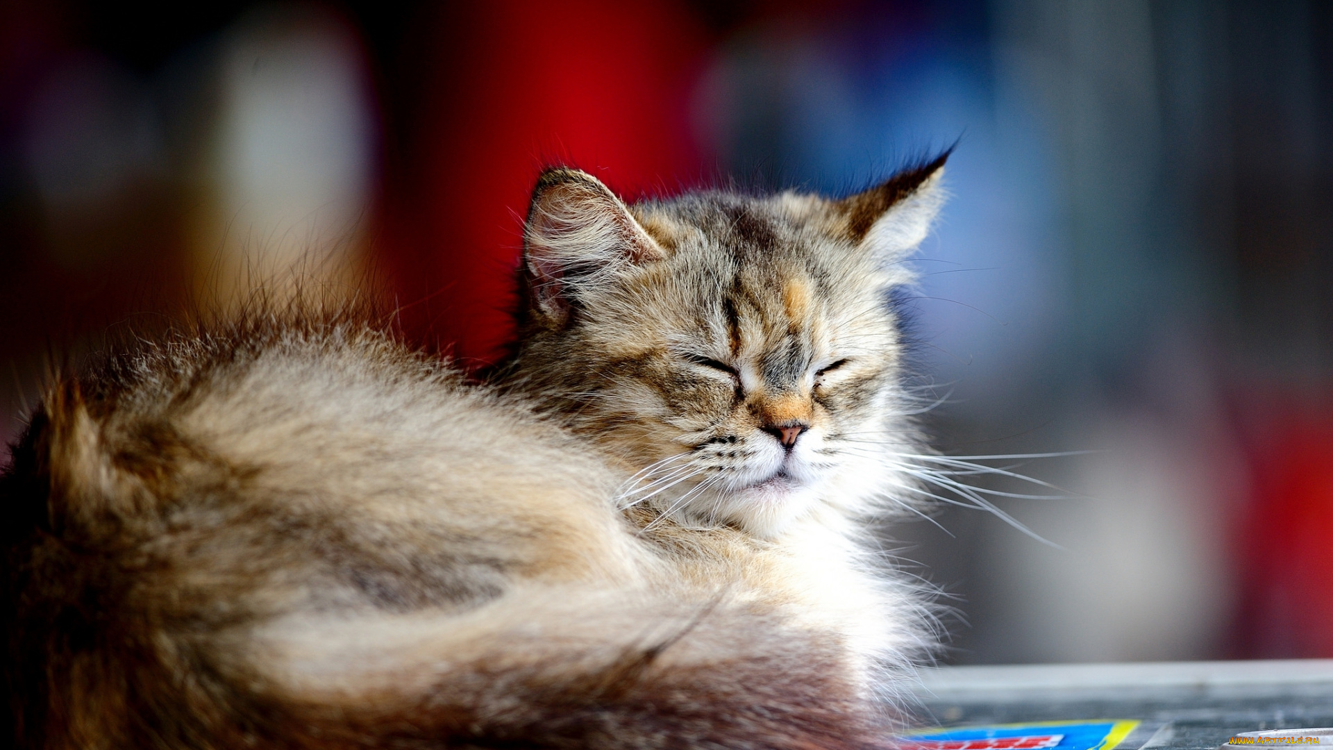 животные, коты, отдых, пушистый, серый, котенок, кошка