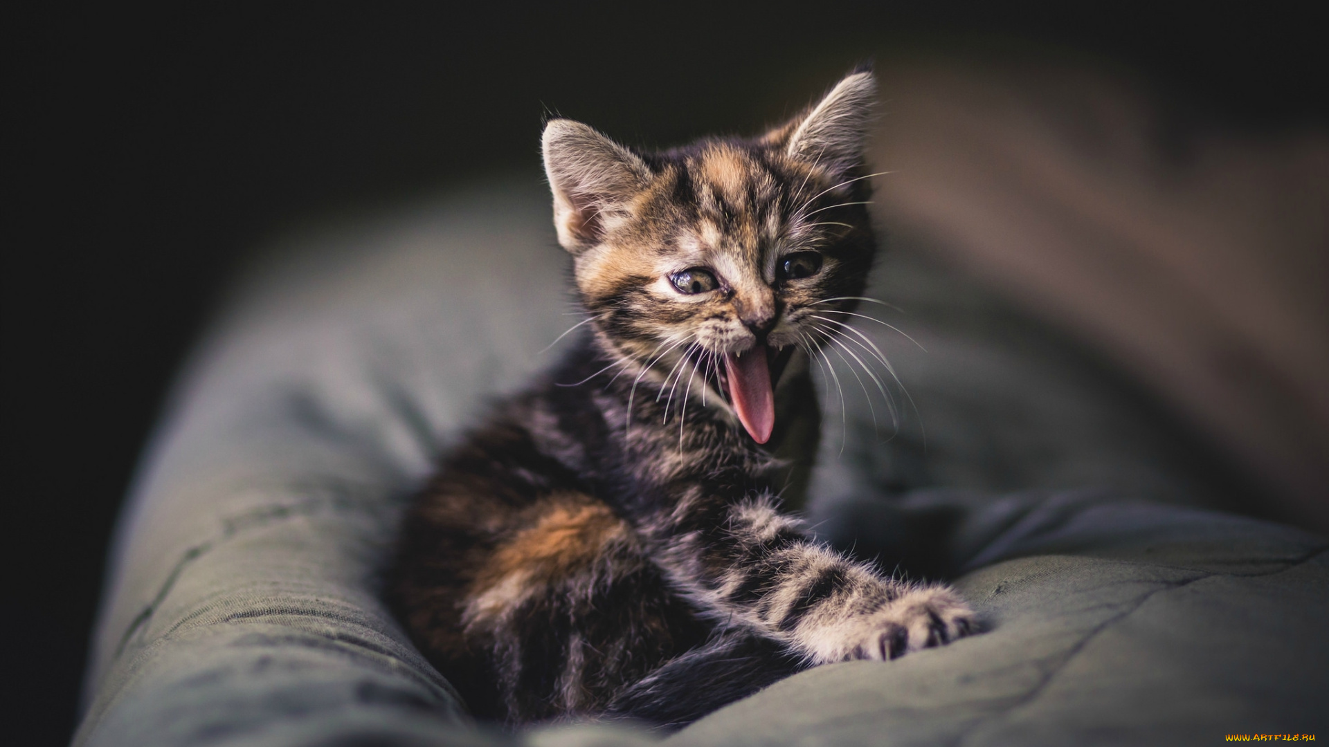 животные, коты, зевота, язык, усы, полосатый, серый, малыш, котенок