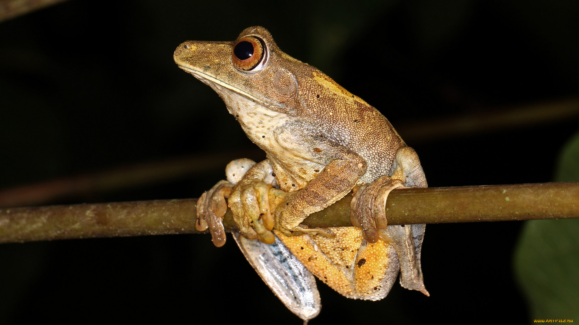 животные, лягушки, лягушка