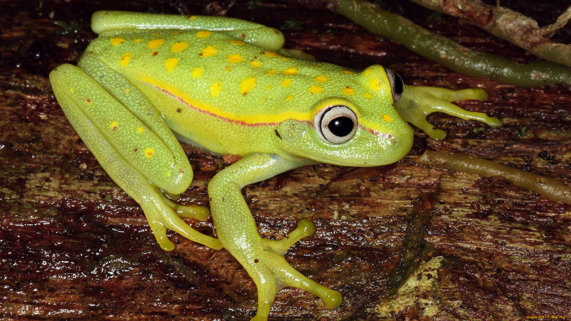 животные, лягушки, лягушка