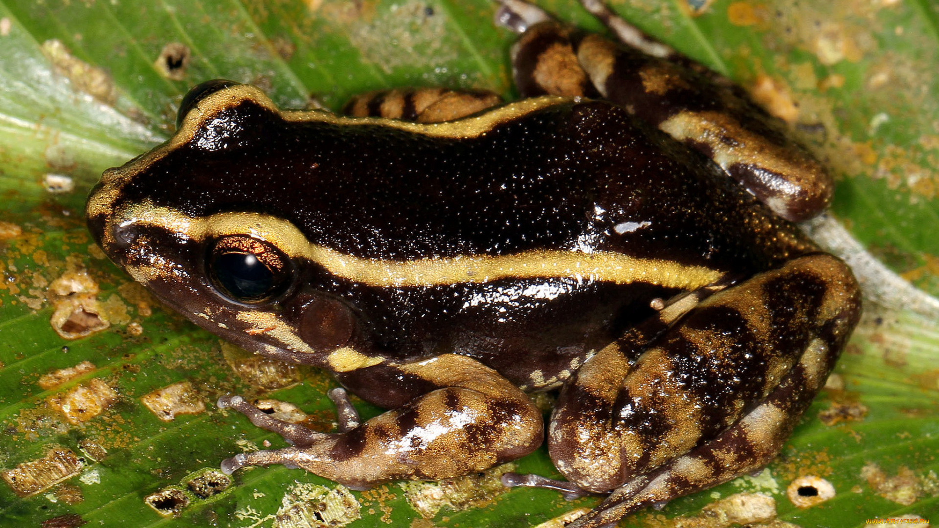 животные, лягушки, лягушка