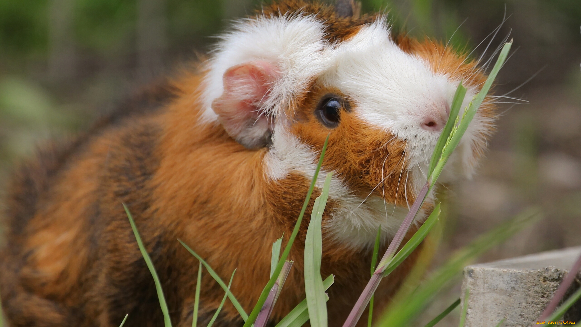 животные, морские, свинки, , хомяки, морская, свинка, травинки, грызун