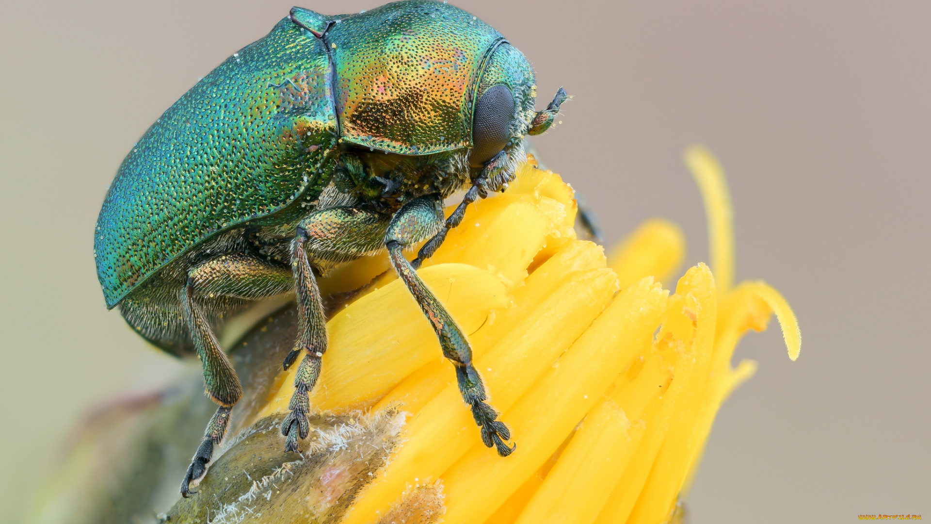 животные, насекомые, цветок, жук