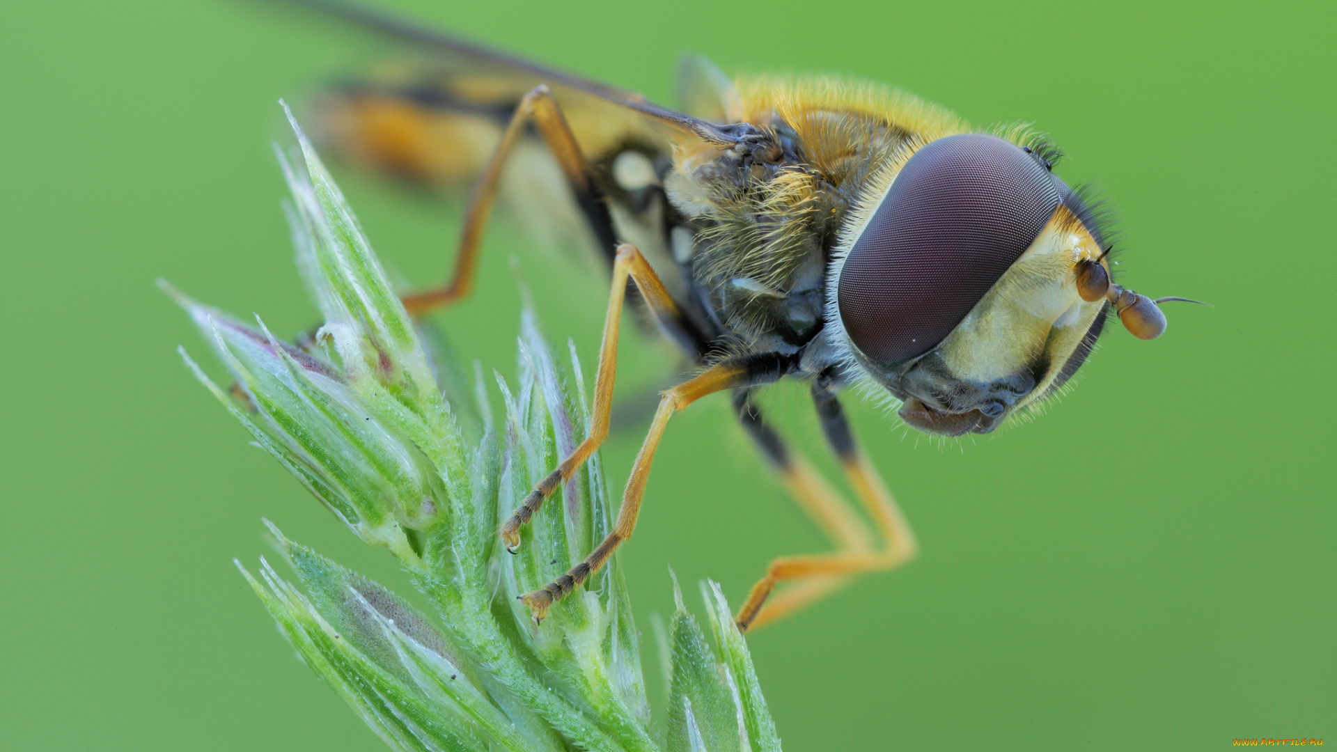 животные, насекомые, муха, ветка