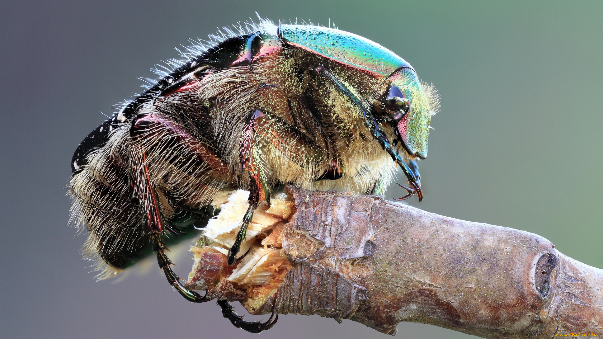 животные, насекомые, жук, сучок