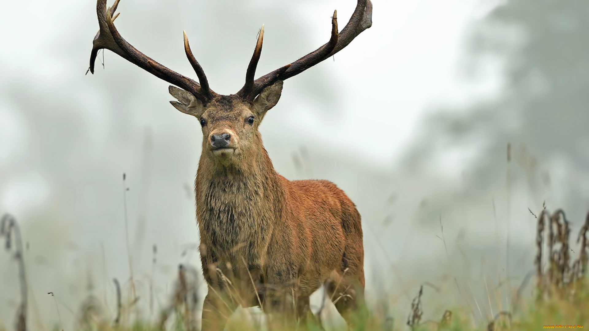 животные, олени, олень, рога