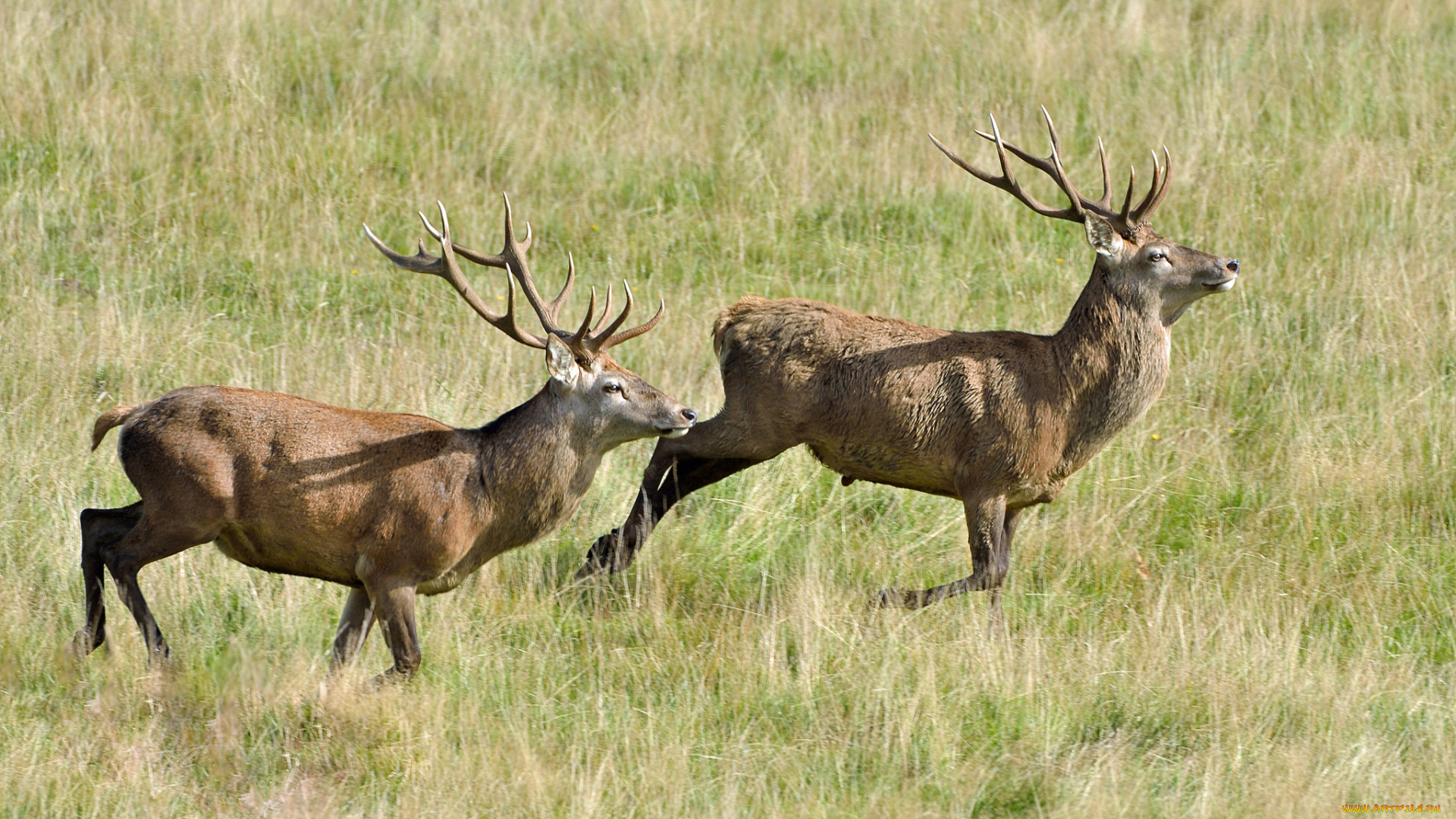 животные, олени, степь, трава